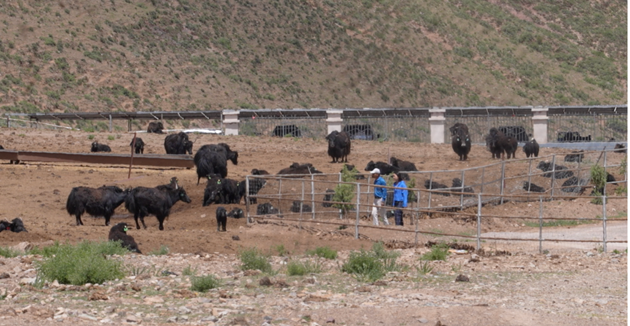 Yaks are seen at the Gesangtang Modern Agri-Pastoral Demonstration Park, July 2, 2025./ CGTN