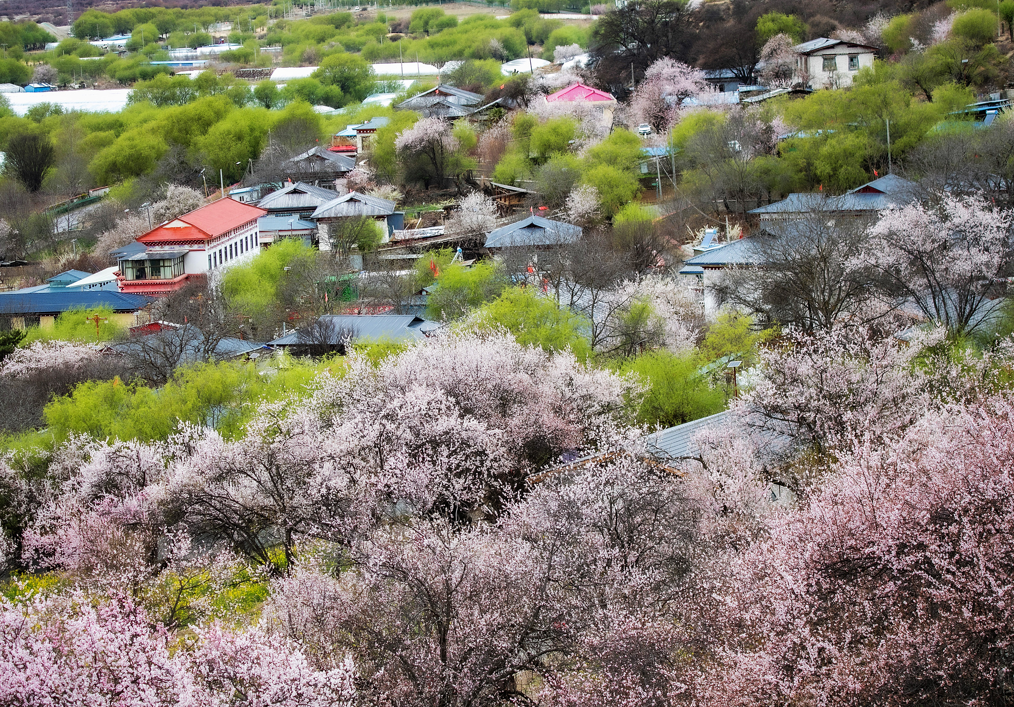 A view of Kala Village of Nyingchi City, southwest China's Xizang Autonomous Region, April 8, 2024. /VCG