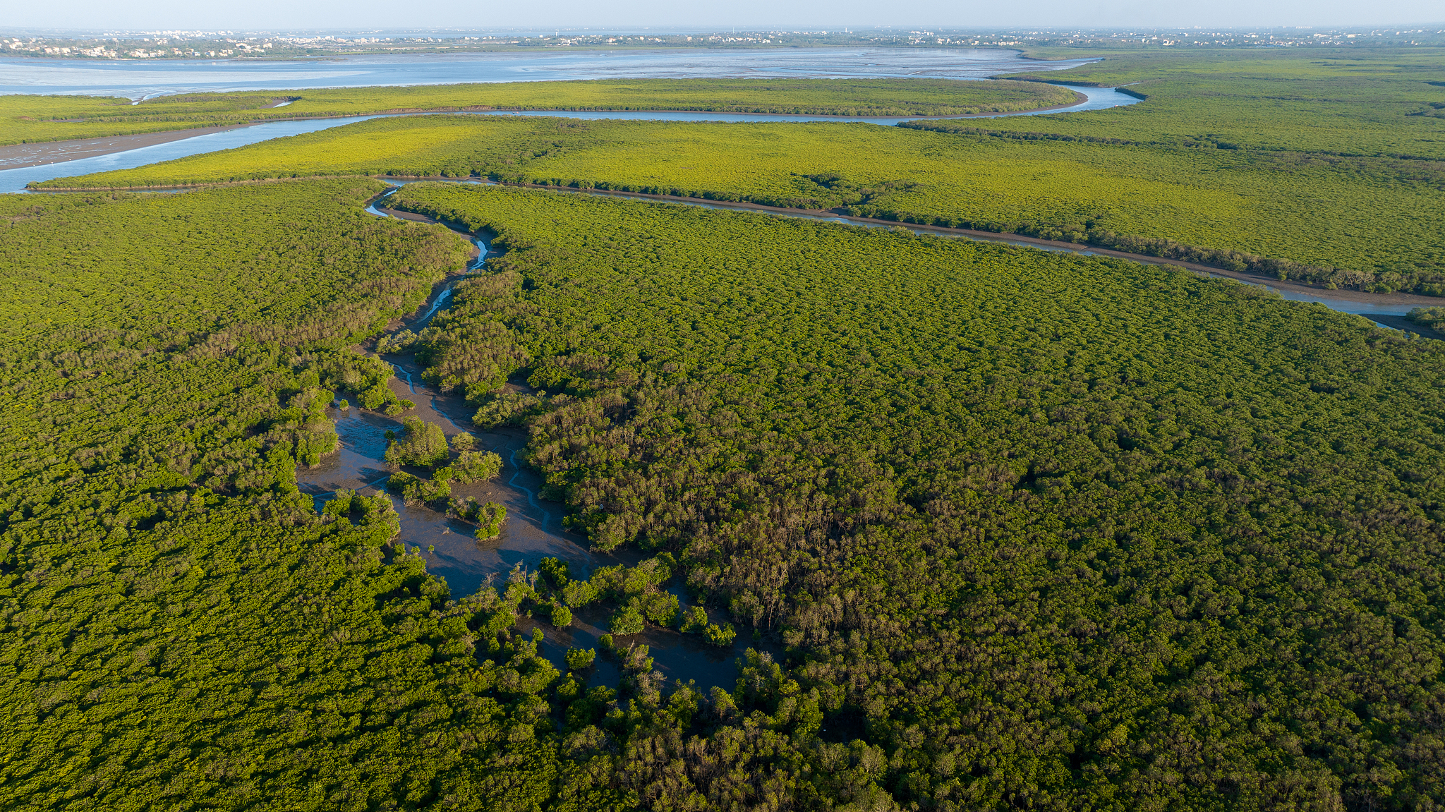 The Dongzhai Port National Nature Reserve in Haikou City, Hainan Province, China, October 5, 2024. /VCG