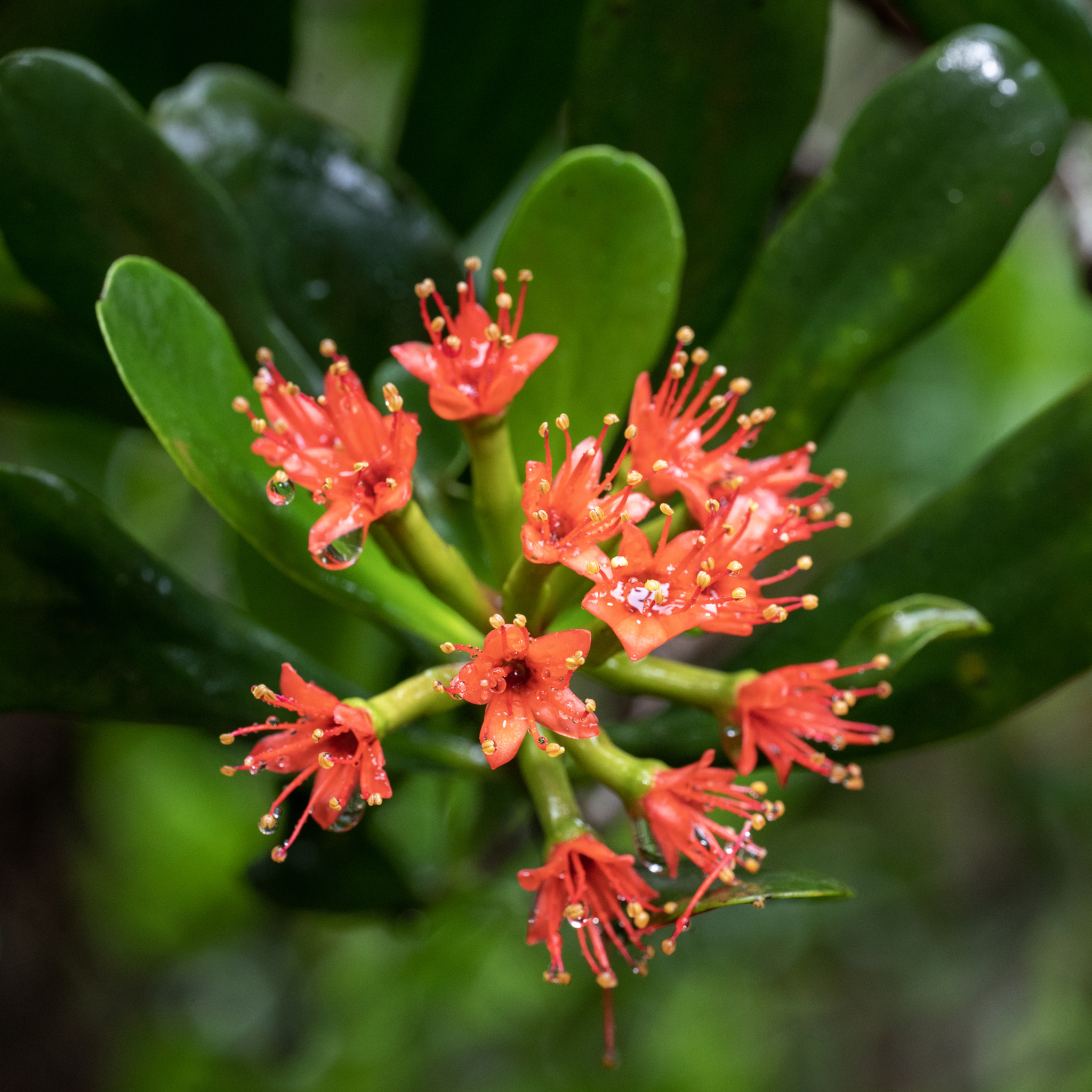 Red-flowered black mangroves at the Dongzhai Port National Nature Reserve in Haikou City, Hainan Province, China, May 21, 2024. /VCG