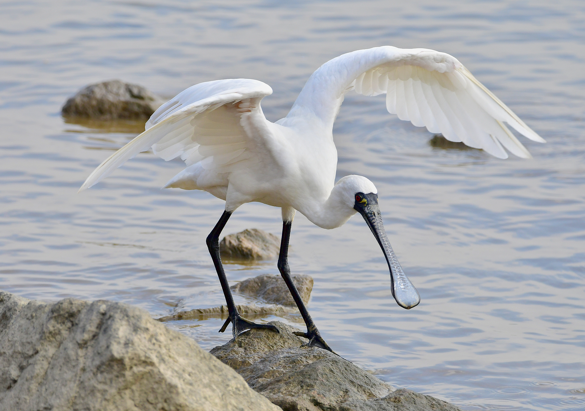 A black-faced spoonbill. /VCG