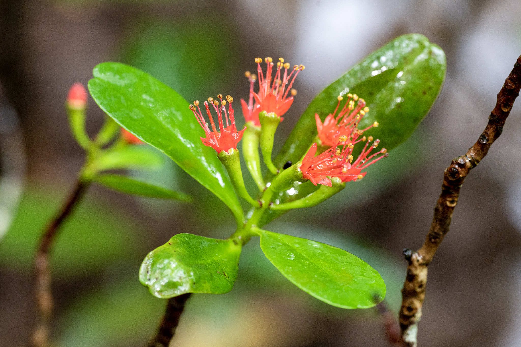 Red-flowered black mangroves at the Dongzhai Port National Nature Reserve in Haikou City, Hainan Province, China, May 21, 2024. /VCG