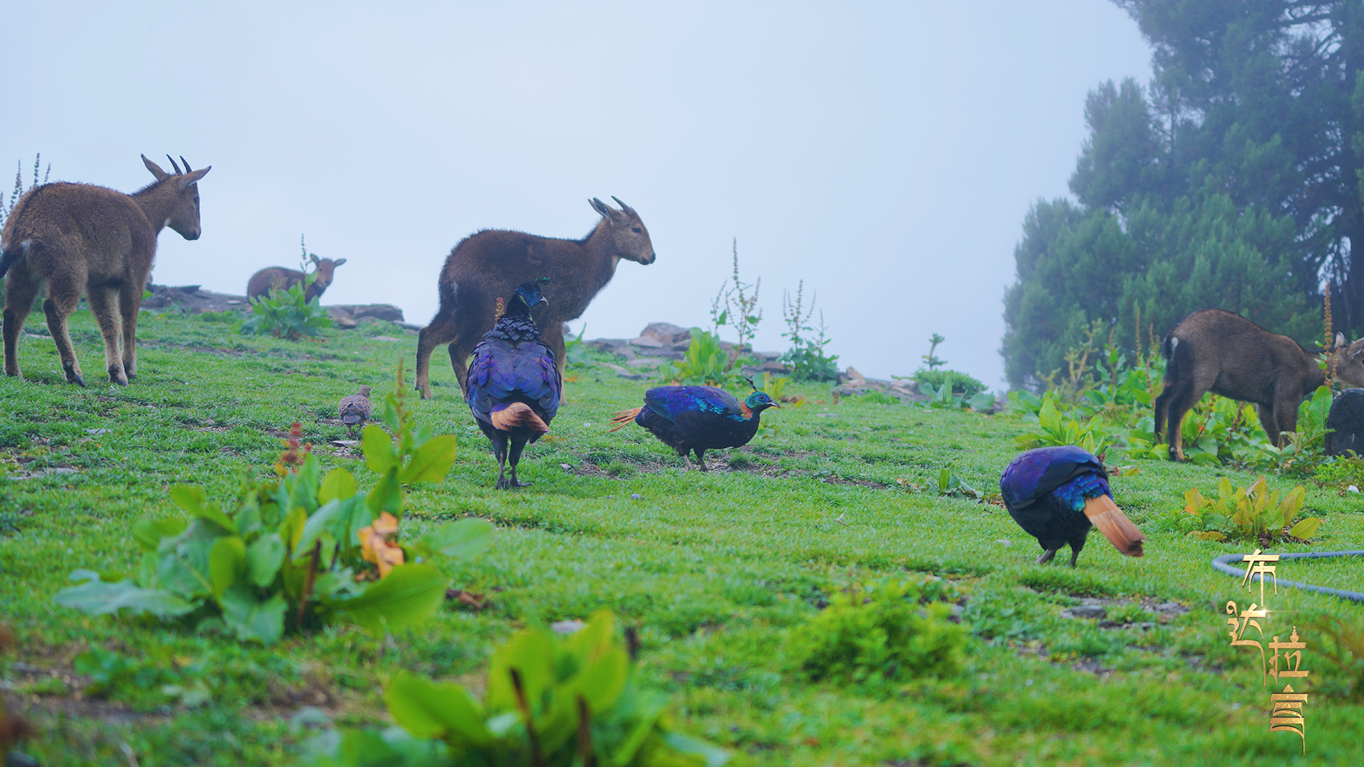 Red gorals and Himalayan monals graze near a mountain in Lhozhag County, Shannan City, southwest China's Xizang Autonomous Region, August 1, 2025. Losang Tashi/CGTN