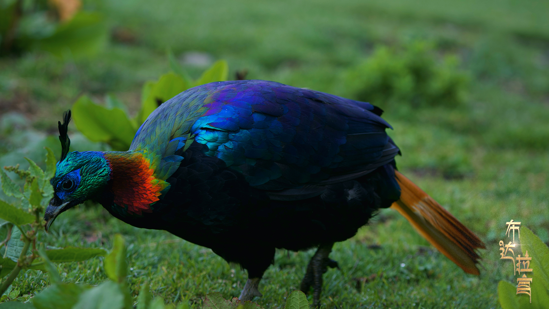 A Himalayan monal forages near a mountain in Lhozhag County, Shannan City, southwest China's Xizang Autonomous Region, August 1, 2025. Losang Tashi/CGTN