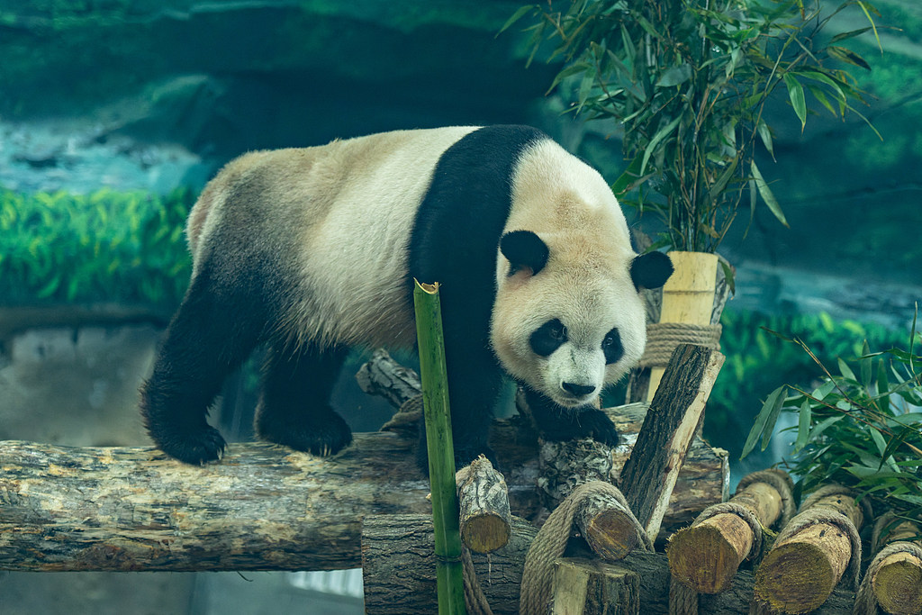 Giant panda Zhi Shi forages and plays at Harbin's Sun Island giant panda pavilion, northeast China's Heilongjiang Province, August 23, 2025. /VCG
