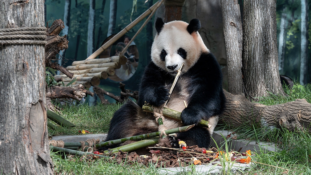 Giant panda Zhi Ma forages and plays at Harbin's Sun Island giant panda pavilion, northeast China's Heilongjiang Province, August 23, 2025. /VCG