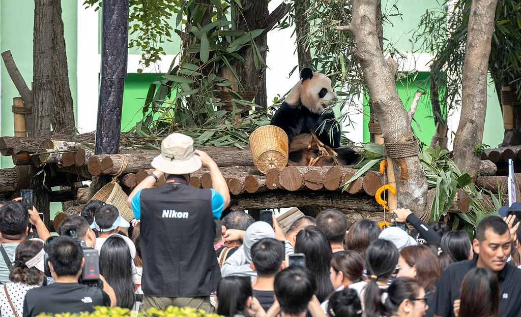 Visitors take pictures of giant panda Zhi Ma at Harbin's Sun Island giant panda pavilion, northeast China's Heilongjiang Province, August 23, 2025. /VCG