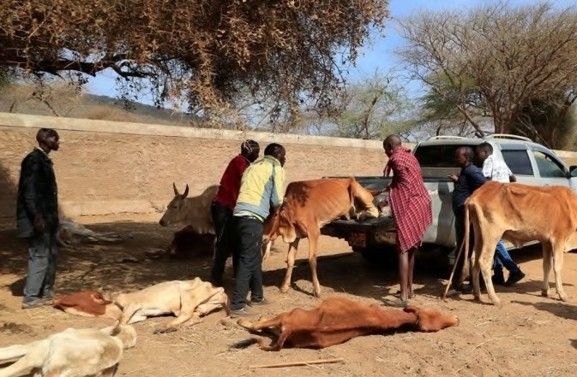 Kenyan villagers examine dead and ill cattle. 
