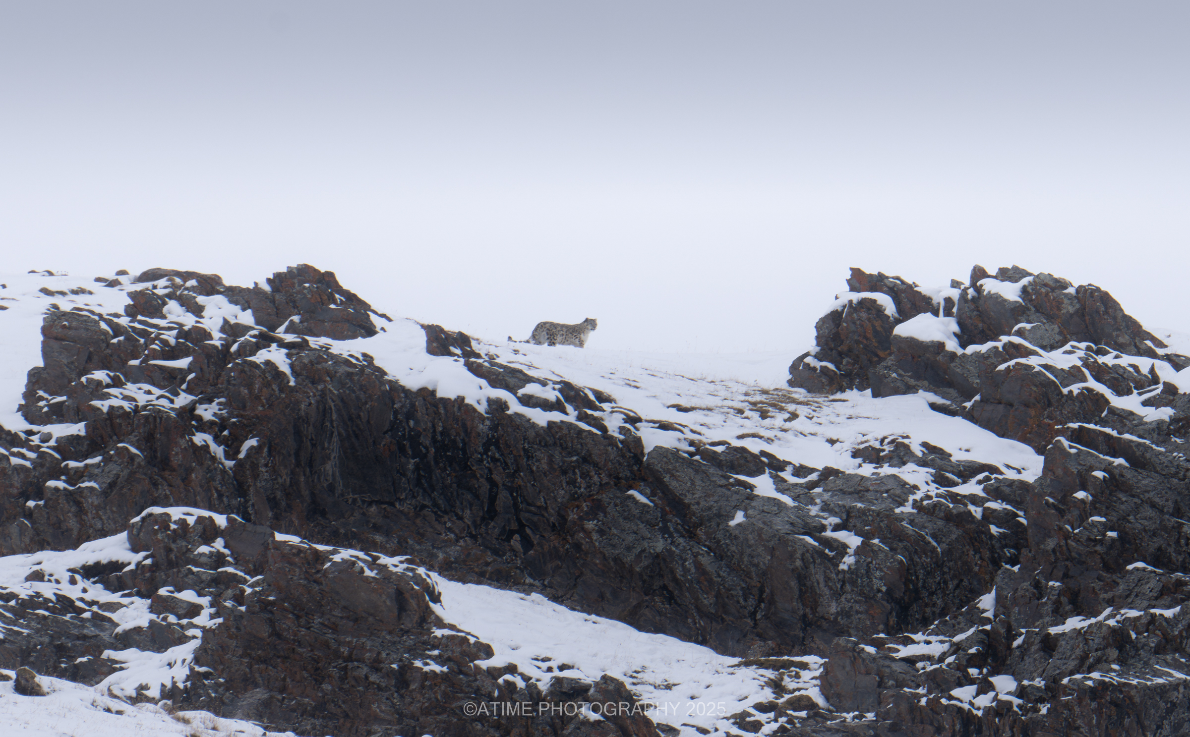 Snow Leopard. /Ye Qing