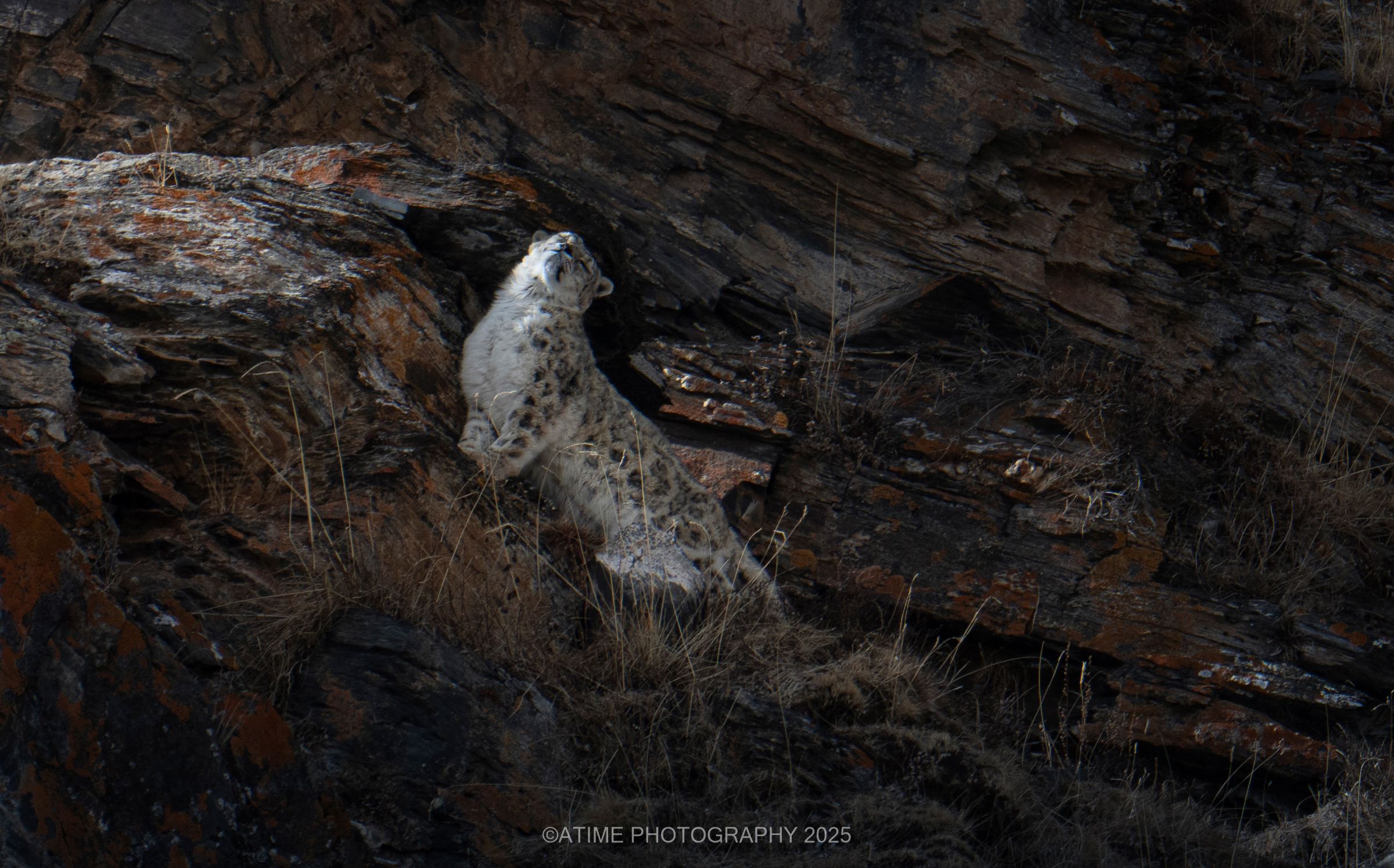 Snow Leopard. /Ye Qing
