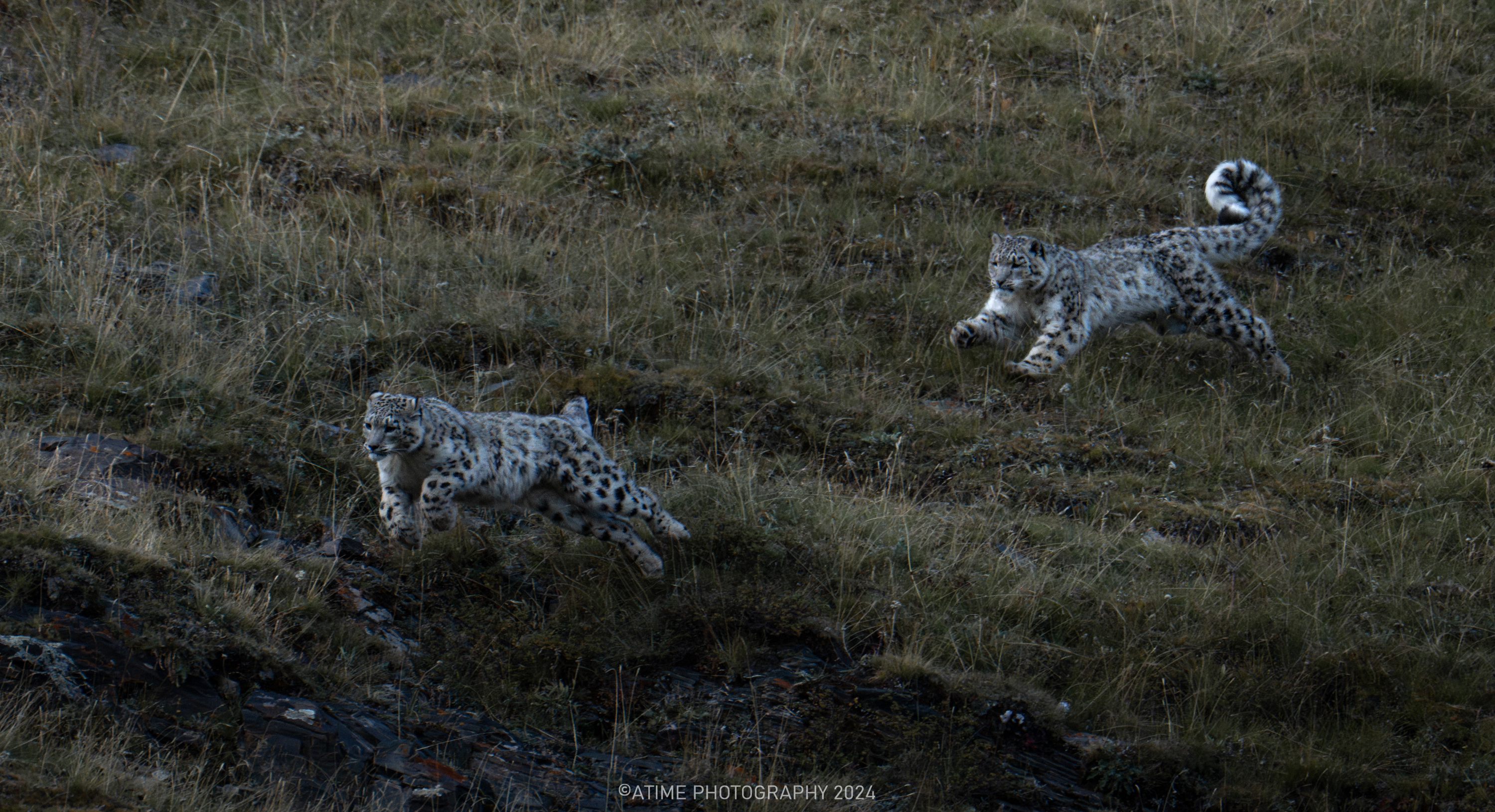 Snow Leopard. /Ye Qing
