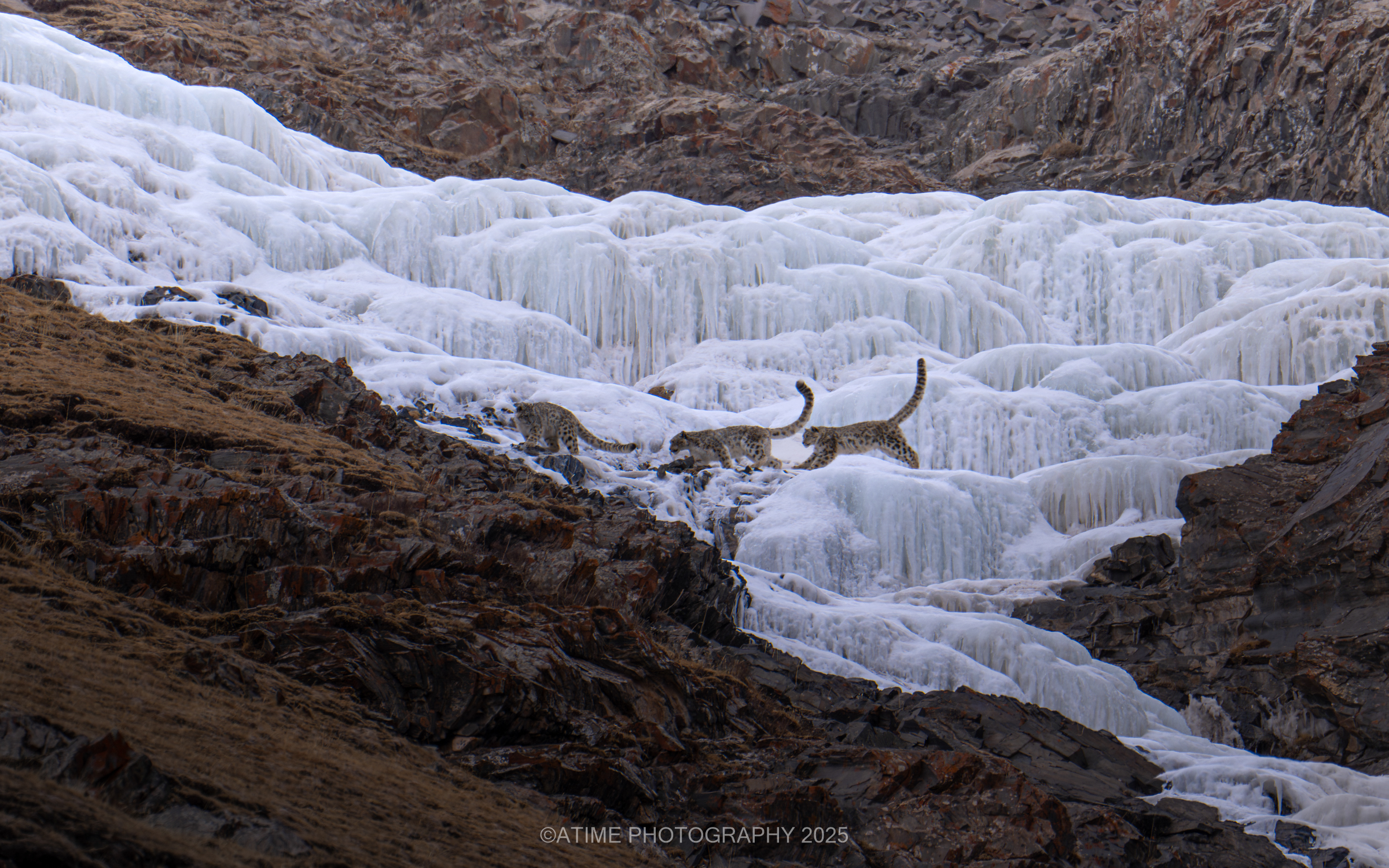 Snow Leopard. /Ye Qing