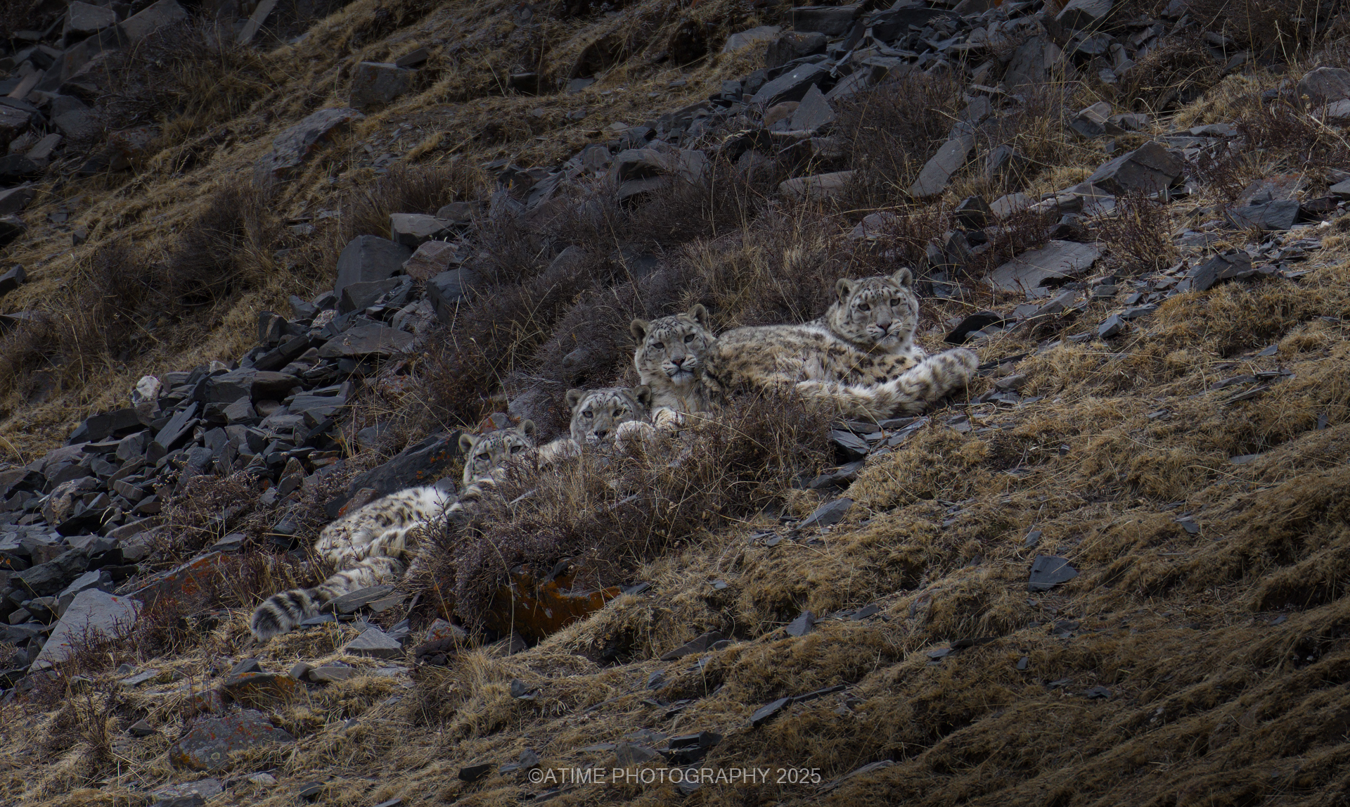 Snow Leopard. /Ye Qing