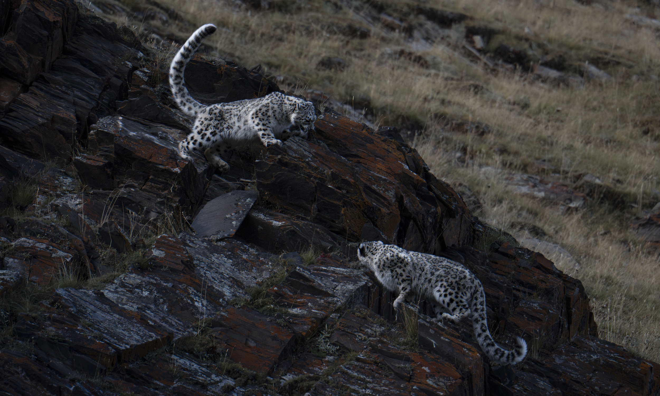 Snow Leopard. /Ye Qing