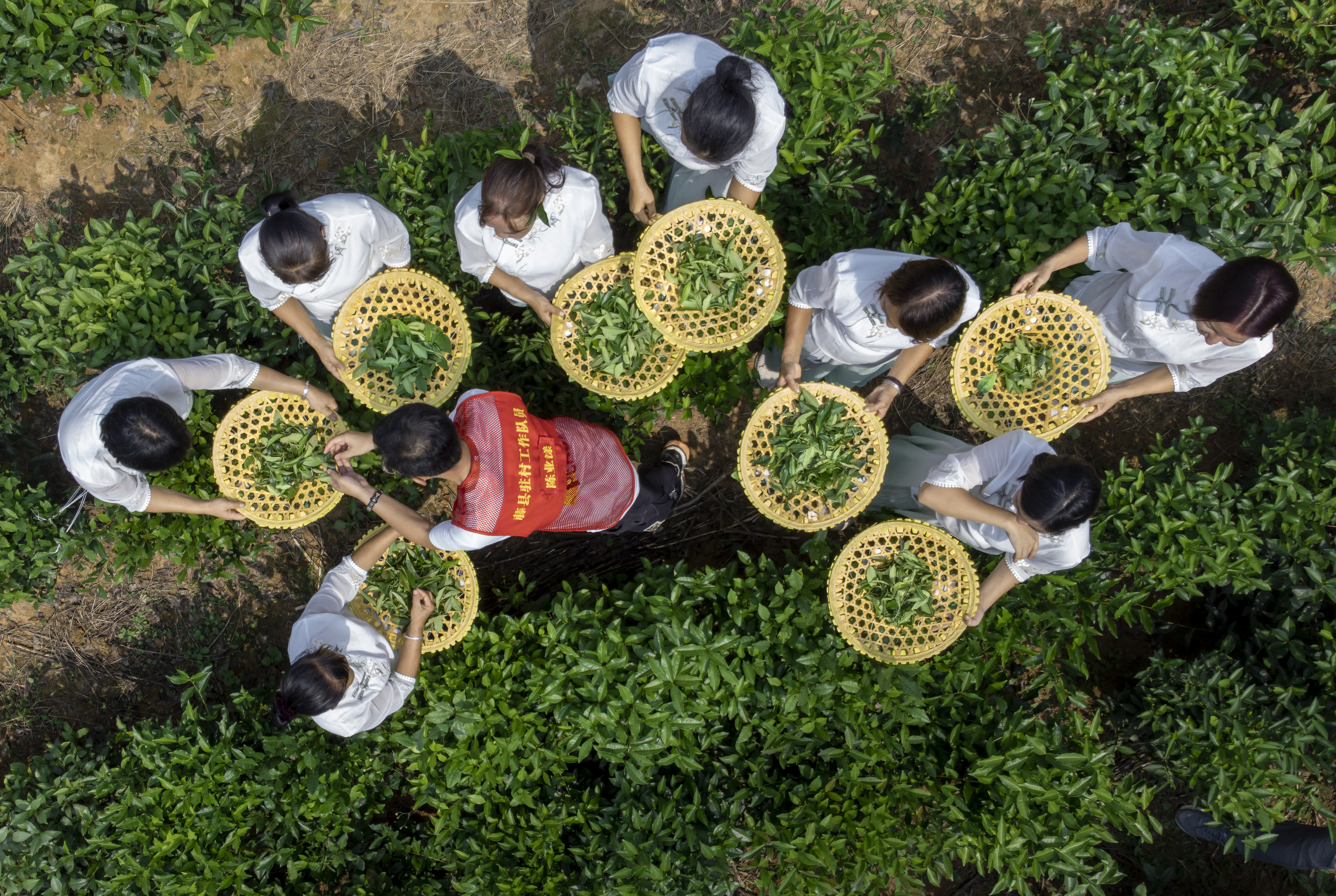 In the Name of Youth, a Tea-washed Canvas of Rural Renewal Unfolds: Young village leaders, in the name of youth, are painting a vibrant picture of rural revitalization through tea. They work deep in the tea mountains alongside farmers, from nurturing seedlings to harvesting leaves and preserving traditional craftsmanship to introducing modern technology. With the strength of their youth, they are driving the growth of the tea industry. On this land of hope, they lead by example, promoting green development and sustainable agriculture, fostering harmony between the economy and the environment. Their efforts not only advance rural revitalization but also align with the global vision of fairness and sustainable development, making the tea industry a new engine for rural progress and guiding villagers toward a prosperous and fulfilling future. /Deng Bang
