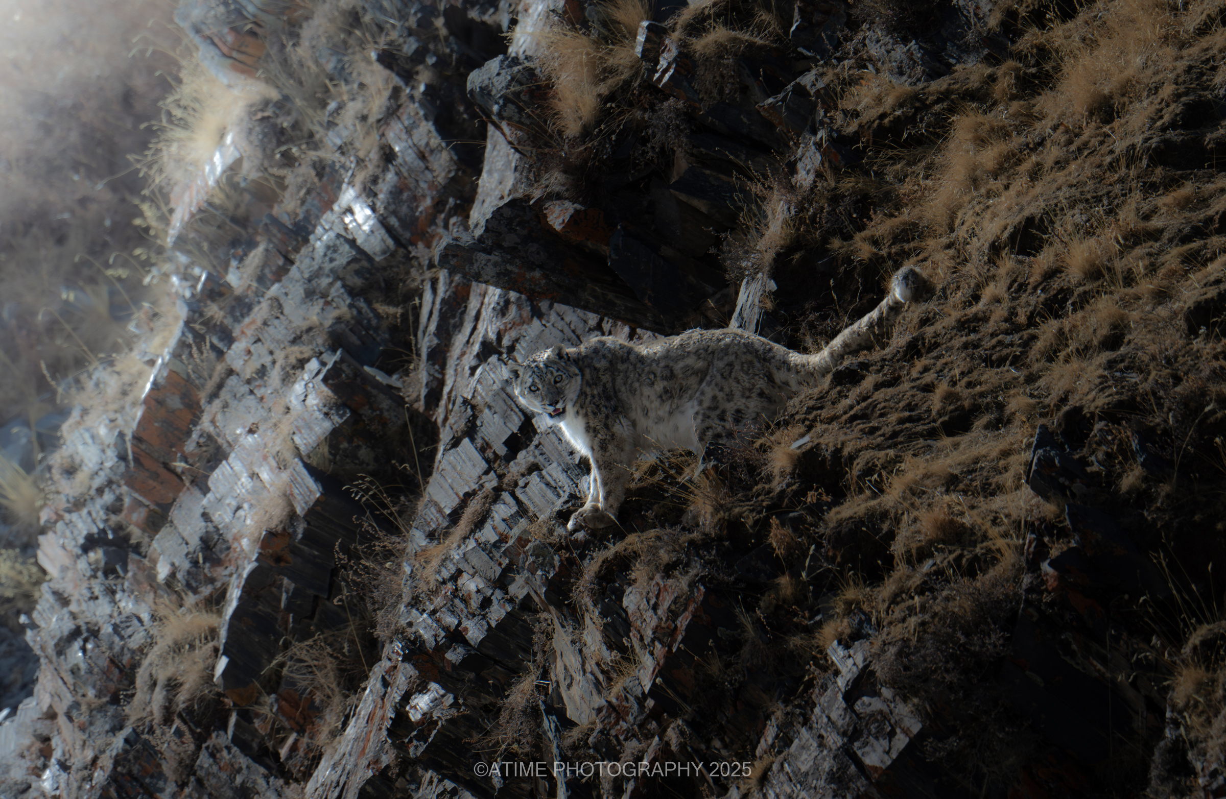 Snow Leopard. /Ye Qing