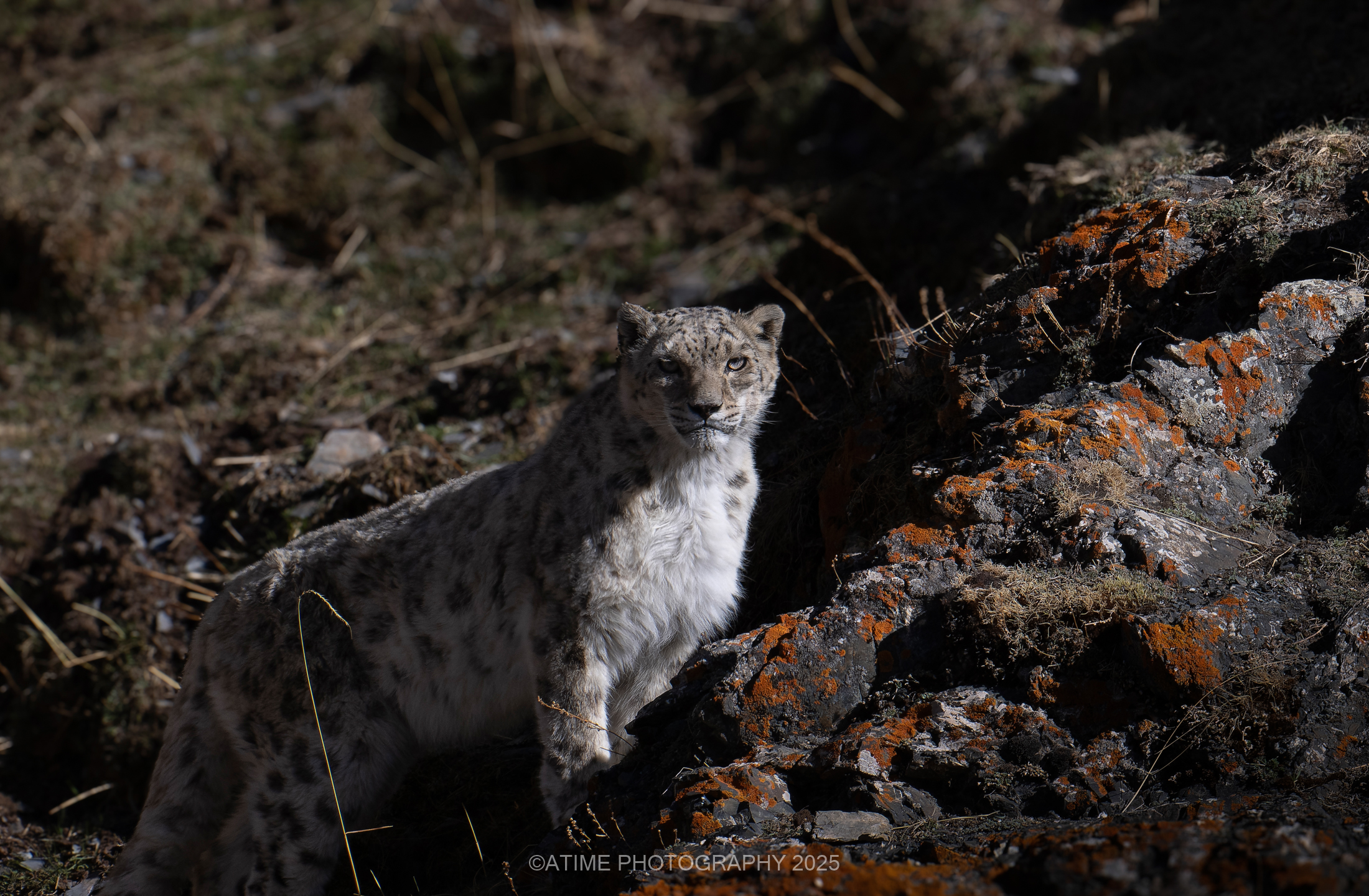 Snow Leopard. /Ye Qing