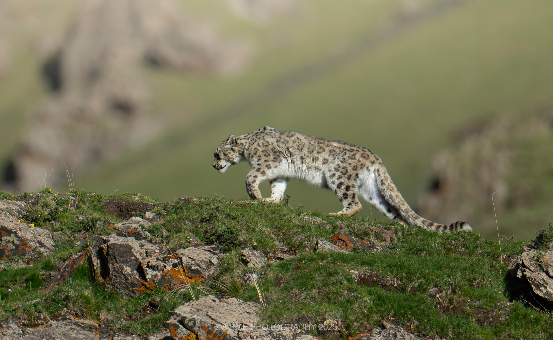 Snow Leopard: The snow leopard is a Class I protected species in China and a flagship animal of the Qinghai–Tibet Plateau. Its survival reflects the overall health of the plateau's ecosystem. In 2025, the snow leopard population in China has steadily increased to between 4,500 and 5,000 individuals, accounting for more than 60 percent of the global total. Thanks to China's effective protection of the natural environment, its habitats continue to improve, leading to steady population growth and giving us more opportunities to observe these elusive creatures.
Between 2023 and 2025, I photographed in Qinghai, Sichuan, Inner Mongolia, and other regions, successfully sighting snow leopards over 100 times. I was able to capture precious moments of them hunting, resting, and raising their cubs. In this particular photograph, an adult female snow leopard has just awakened from her den and walks up the hillside, with sunlight spilling across her fur. Scenes like this vividly convey the power of nature and remind us that only by embracing the principle of harmony between humans and nature can we continue to improve our environment and look forward to a brighter future. /Ye Qing