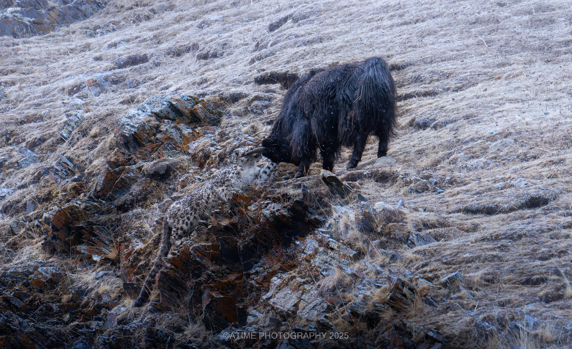 Snow Leopard. /Ye Qing