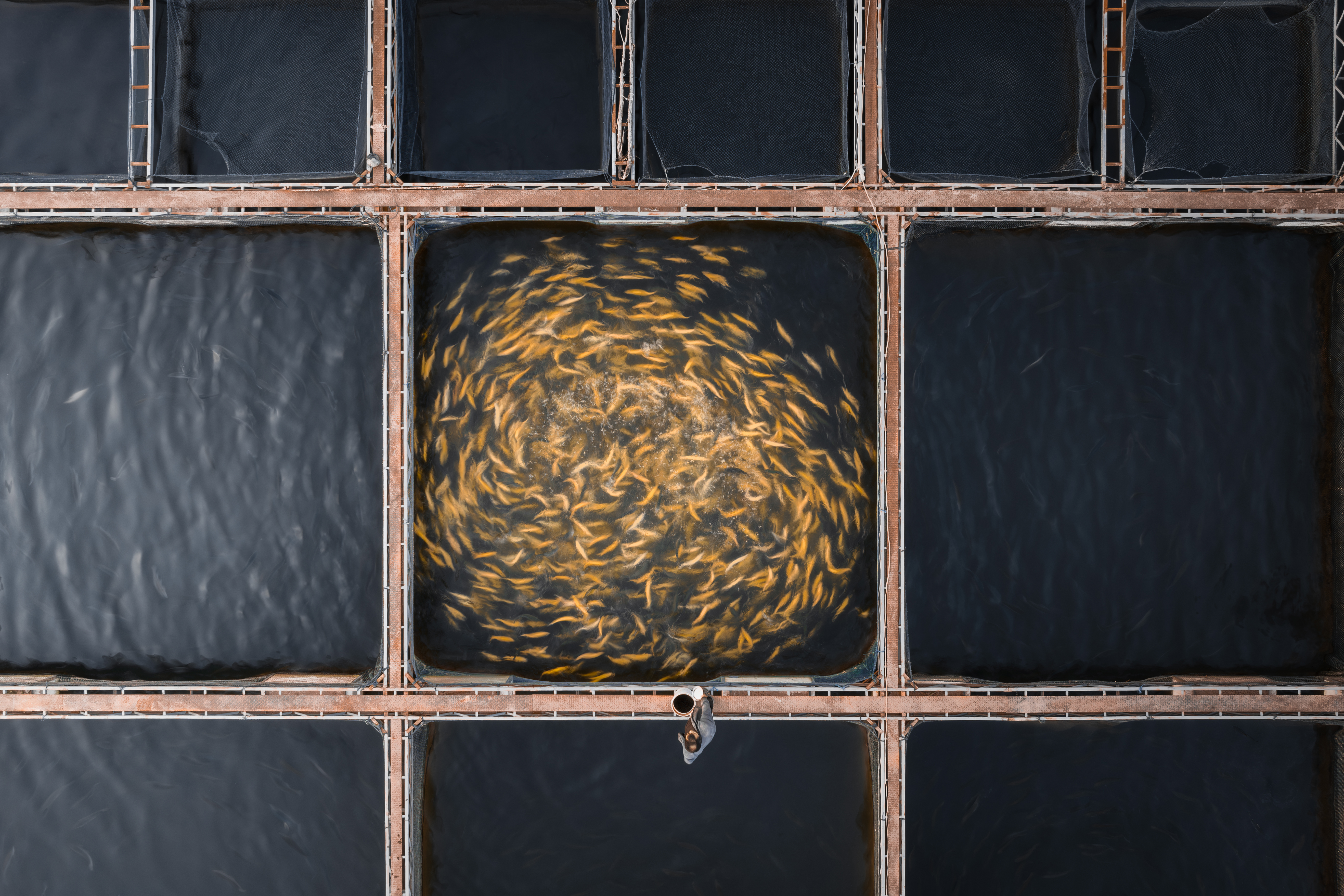 Golden Scale Dream Vortex: The aquaculture area of Liujiaxia Reservoir depends on the suitable water temperature and clear water quality of the plateau waters to develop the cold-water fish breeding industry. Through close collaboration among industry, academia, and research, technological innovation is continuously promoted to achieve large-scale industrial growth. Every year, fry are released for stock enhancement, which not only improves the water ecological environment but also promotes the water body's self-repair, forming a beneficial cycle of 