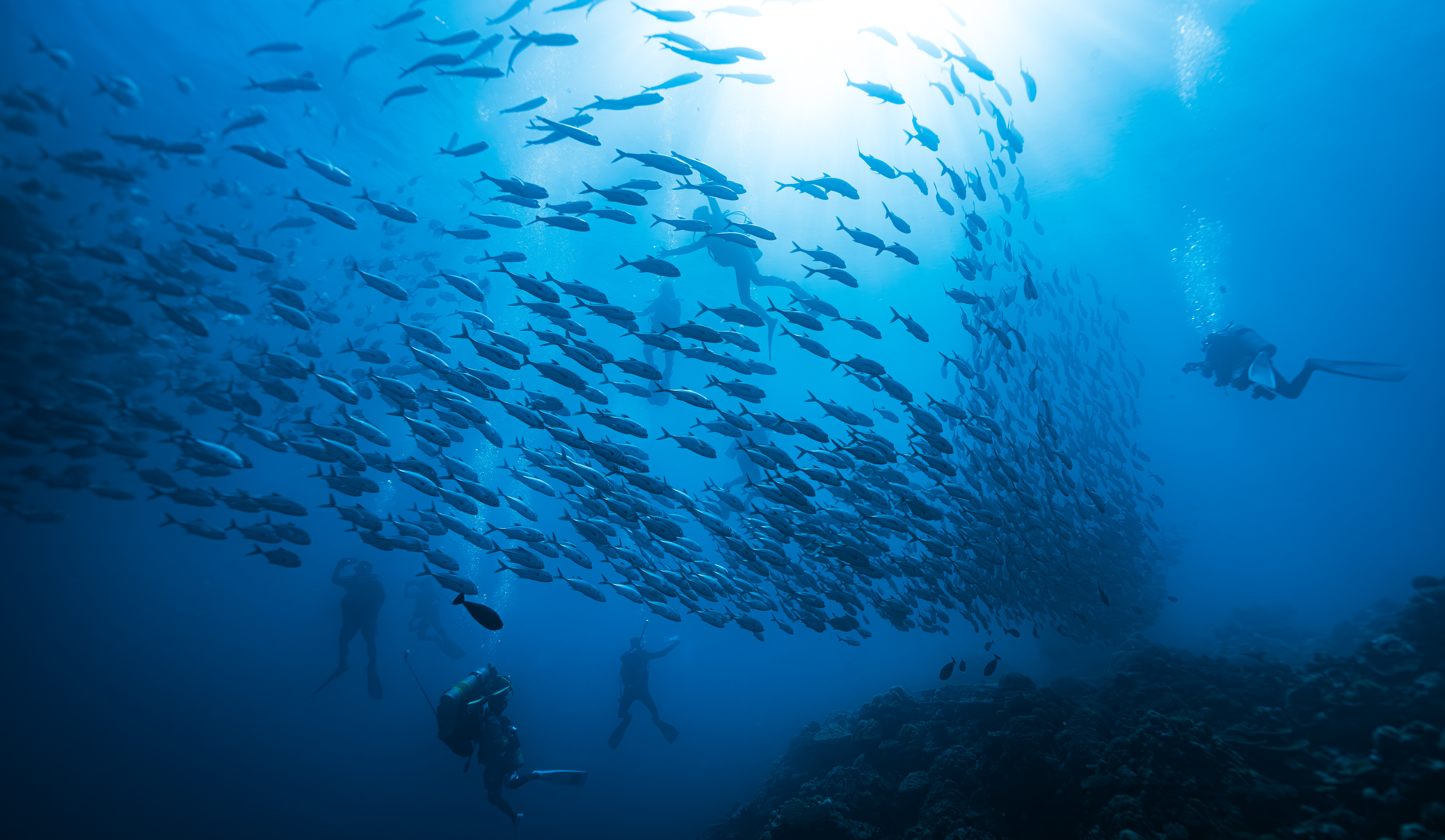 Divers Among Jackfish:  In this vibrant underwater photography scene, several divers are suspended in the deep blue sea, quietly watching a spectacular school of jackfish swirling nearby. Countless jackfish gather closely, resembling a flowing metal wall shimmering under the sunlight. The divers keep a gentle distance from the fish school, blending in while also appearing like calm observers, illustrating the harmonious coexistence between humans and marine life.
Exploration and Awe - Humans are not the masters of the ocean, but visitors to this vast blue planet. Every act of respecting and protecting life makes the ocean more abundant and full of vitality. Just as the United Nations Sustainable Development Goals advocate, every protected sea area and every group of well-treated living beings contribute to the sustainable future of Earth. This also echoes the spirit of sharing and sustainability emphasized by the Global Development Initiative: human exploration should not aim at possession, but at sharing this blue world with countless lives. /Zhen Di