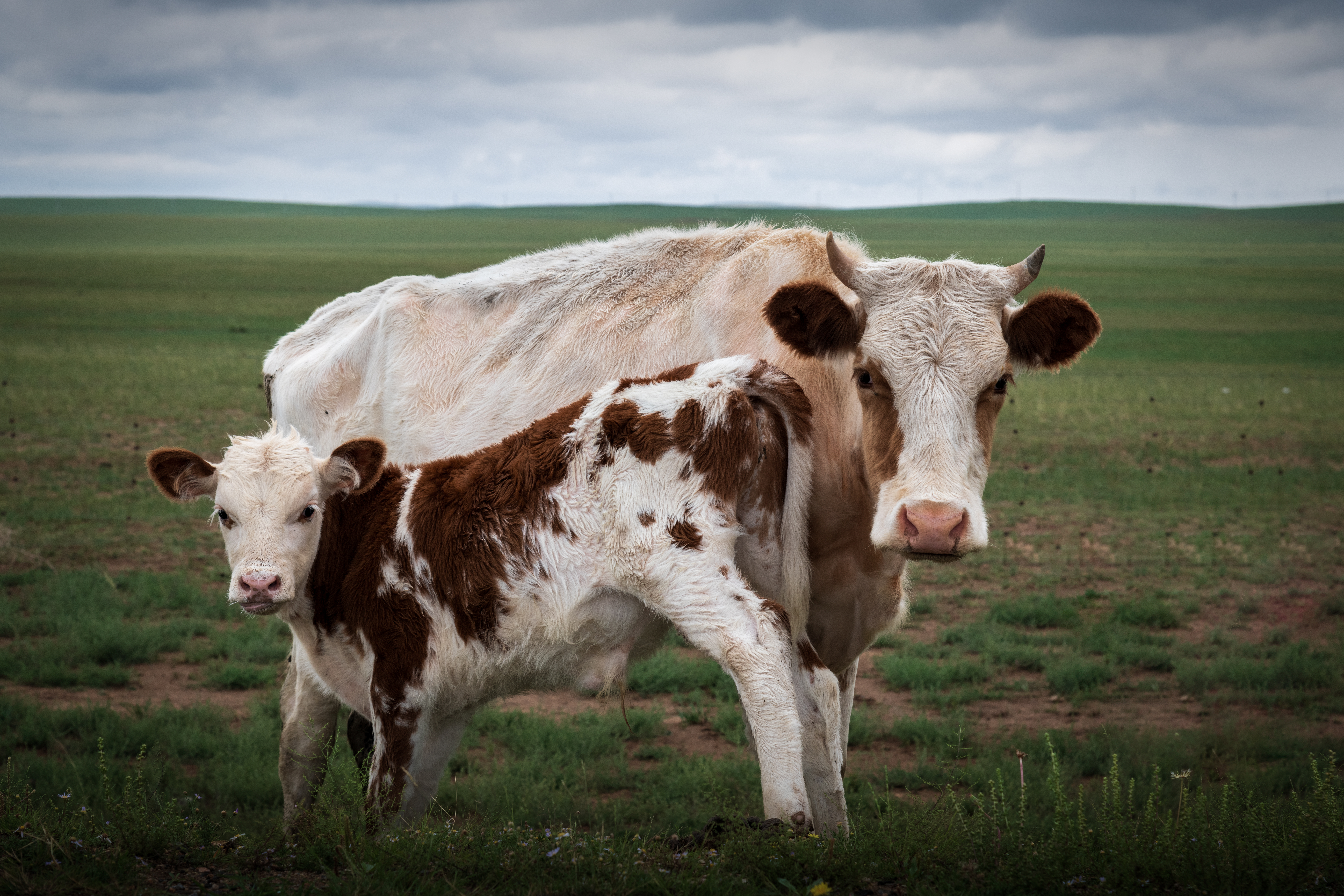 Eyes on Me!: On the Xilamuren Grassland, cows and calves snuggle up to each other peacefully, staying quietly together. Standing on this land, they are a small reflection of the land's vitality, illustrating the coexistence of life. Every inch of the grassland is filled with peaceful and resilient energy thanks to this silent companionship, which also reminds people of the importance of respecting nature and protecting the environment. On the vast grassland, humans and animals, production and ecology blend seamlessly. Kindness and care keep the rhythm of life going, allowing the idea of sustainable development to take root in practice. /Lu Haohui