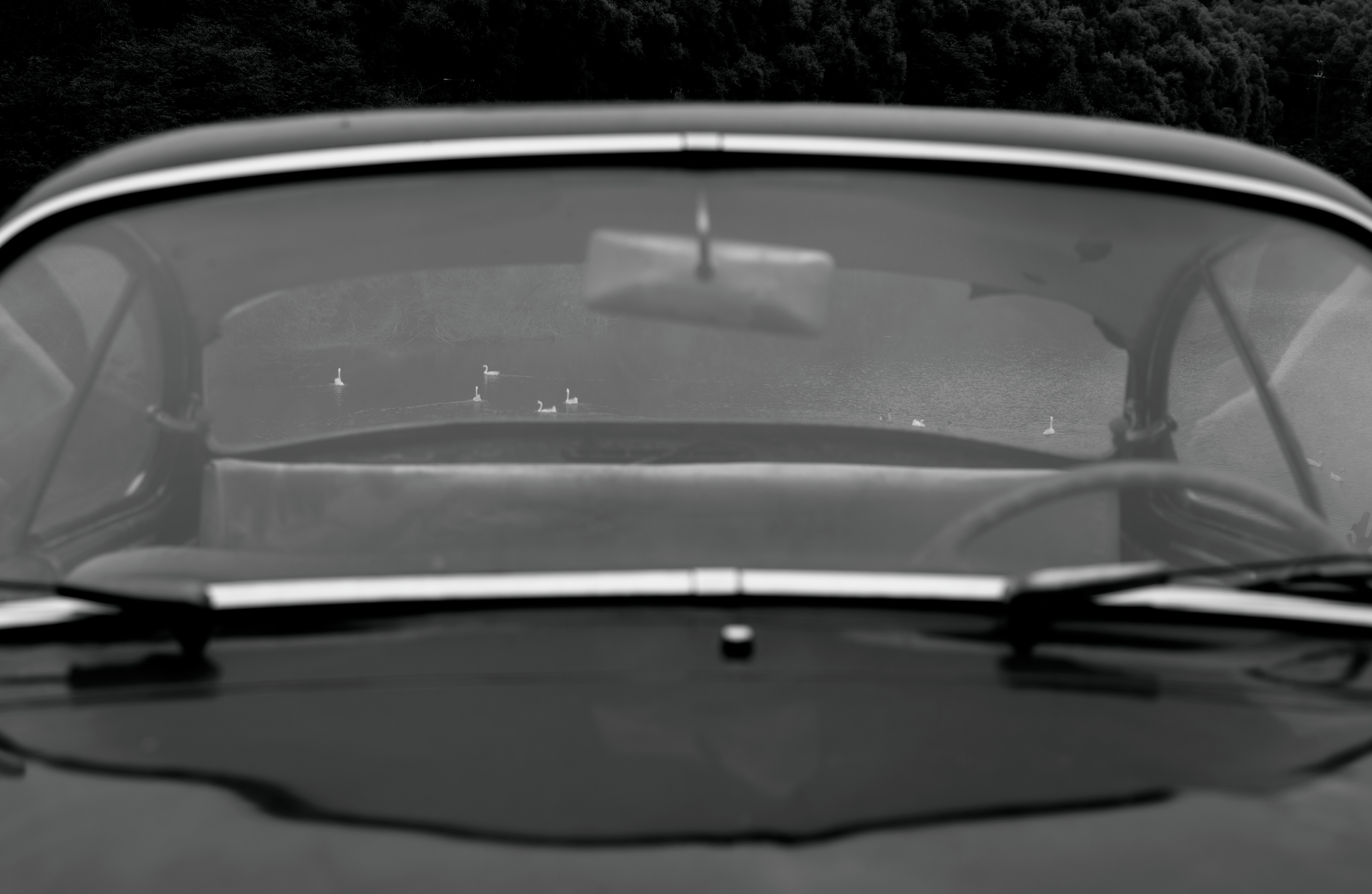 Cars and Geese: Looking out through the abandoned vehicle, I see a peaceful lake. Several white geese are wandering freely in nature, and the boundary between humans and the environment softly blurs at this moment. This scene is not just a snapshot taken through the car window, but also a reflection: under the ongoing expansion of human activities, can we still preserve a habitat for wild animals? Through sensible ecological protection and community involvement, can we allow nature and human activity to coexist peacefully, so that every wetland and every species becomes a shared ecological treasure? This kind of respect and protection is also the gentlest promise to future sustainable development. /Liu Peixuan