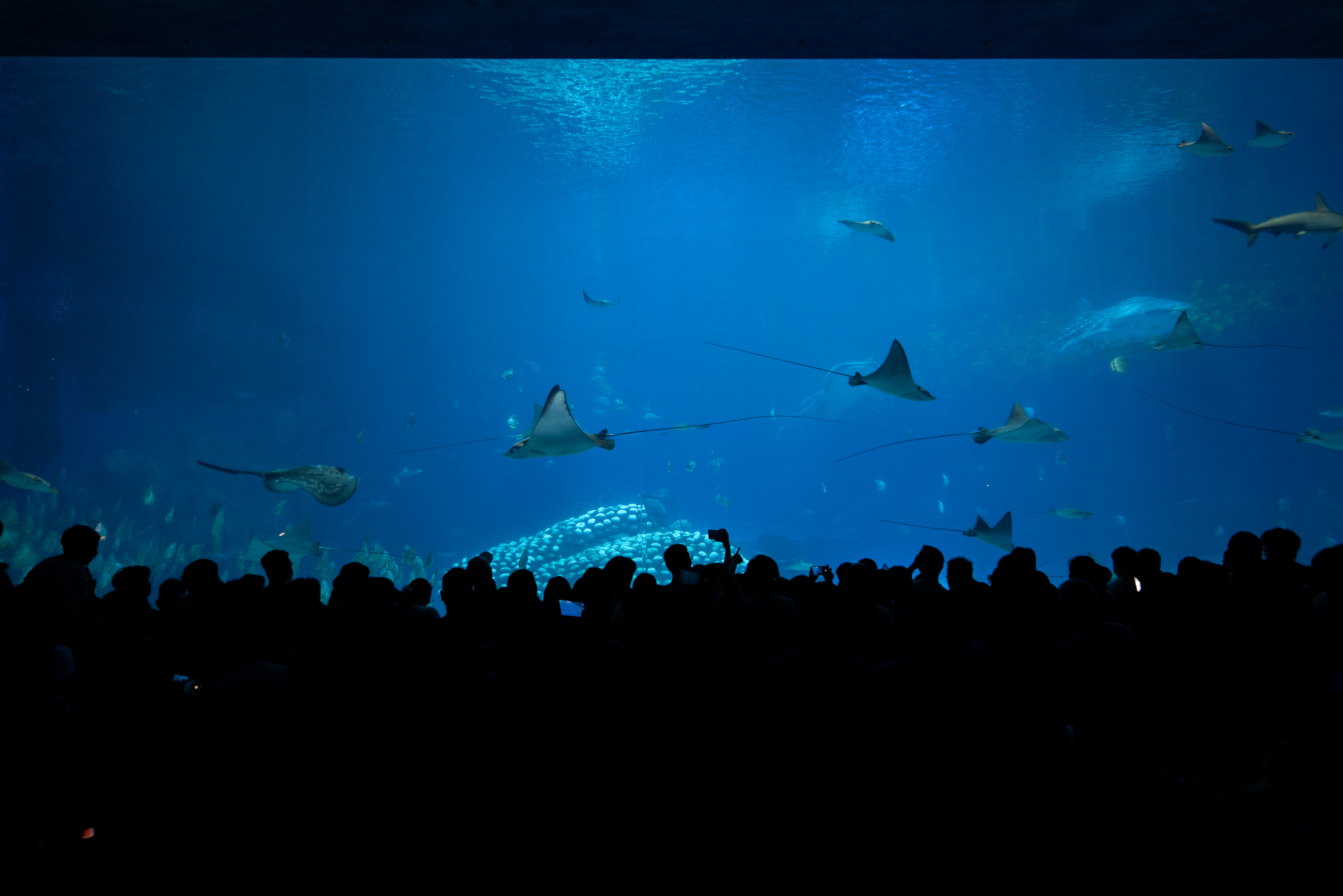 Whale Shark Inside the Aquarium: In front of the whale shark pool at the aquarium, the silhouettes of the audience stand quietly, looking up at the swimming whale sharks. Their attentive postures show their direct concern for the marine giants. This simple gathering silently shares a common understanding: life in the blue ocean deserves awe, and it also calls for human efforts to protect it through scientific management and conservation actions. Every act of understanding and care is a vigilant wait for the continued prosperity of the ocean. /Sun Dongshan
