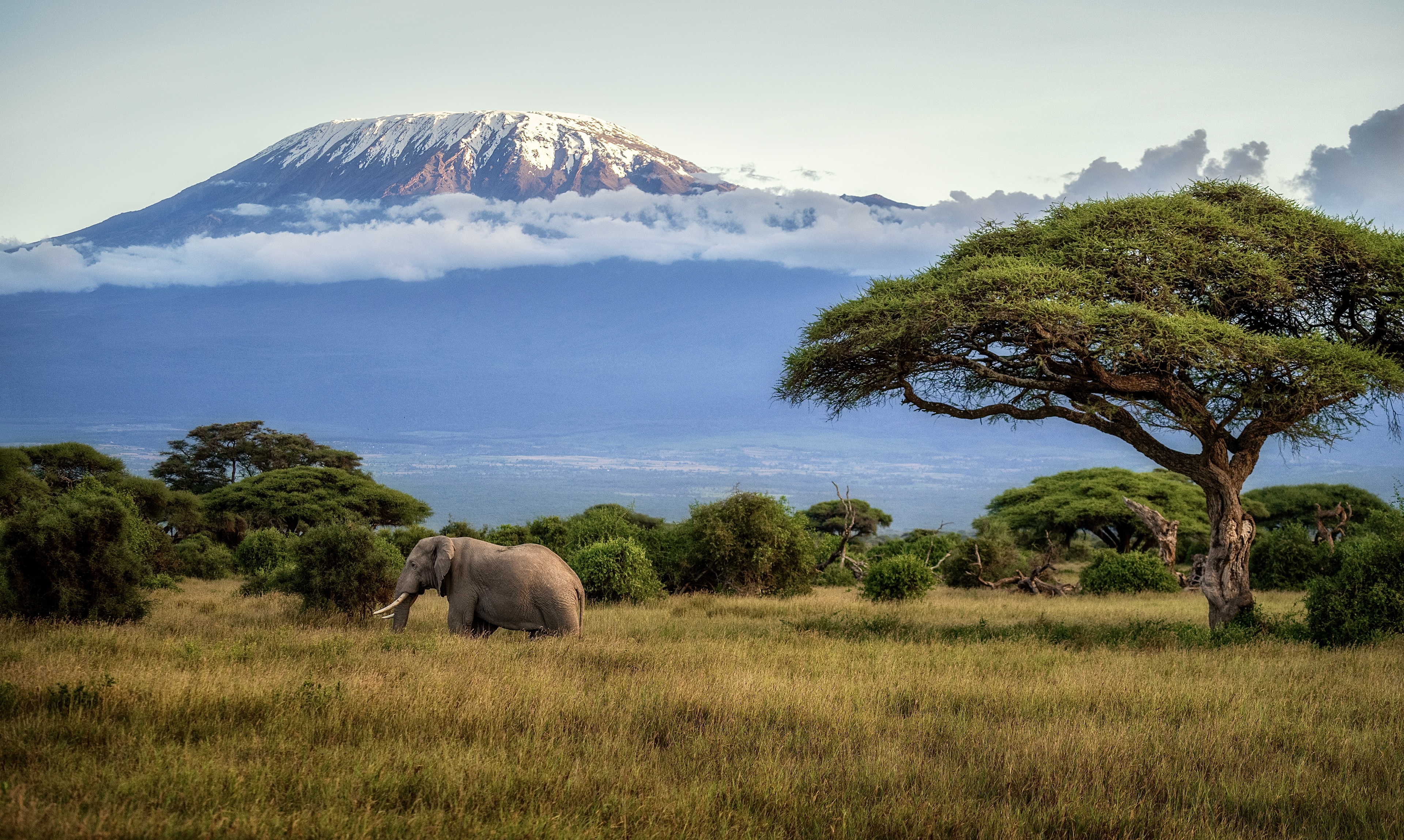 Africa Unleashed: Dust rises as African elephants, like moving monoliths, cross the golden plains of Amboseli. The ancient snow cap of Kilimanjaro is gradually shrinking, the wetlands that support the herds are diminishing, and the mountain’s meltwaters are becoming more unpredictable. This breathtaking landscape is disappearing, a result of human activity. Still, humanity also has the power to preserve the vitality of this land—to allow elephants and snowy peaks to coexist and flourish, and to let the beauty of nature thrive alongside sustainable development principles. Protecting this World Heritage Site is urgent. By reducing our carbon footprint and supporting ecological conservation, we can ensure that the footprints of giants and the shimmer of snow-capped peaks last together, forever. /Yongpashuide Jingyu