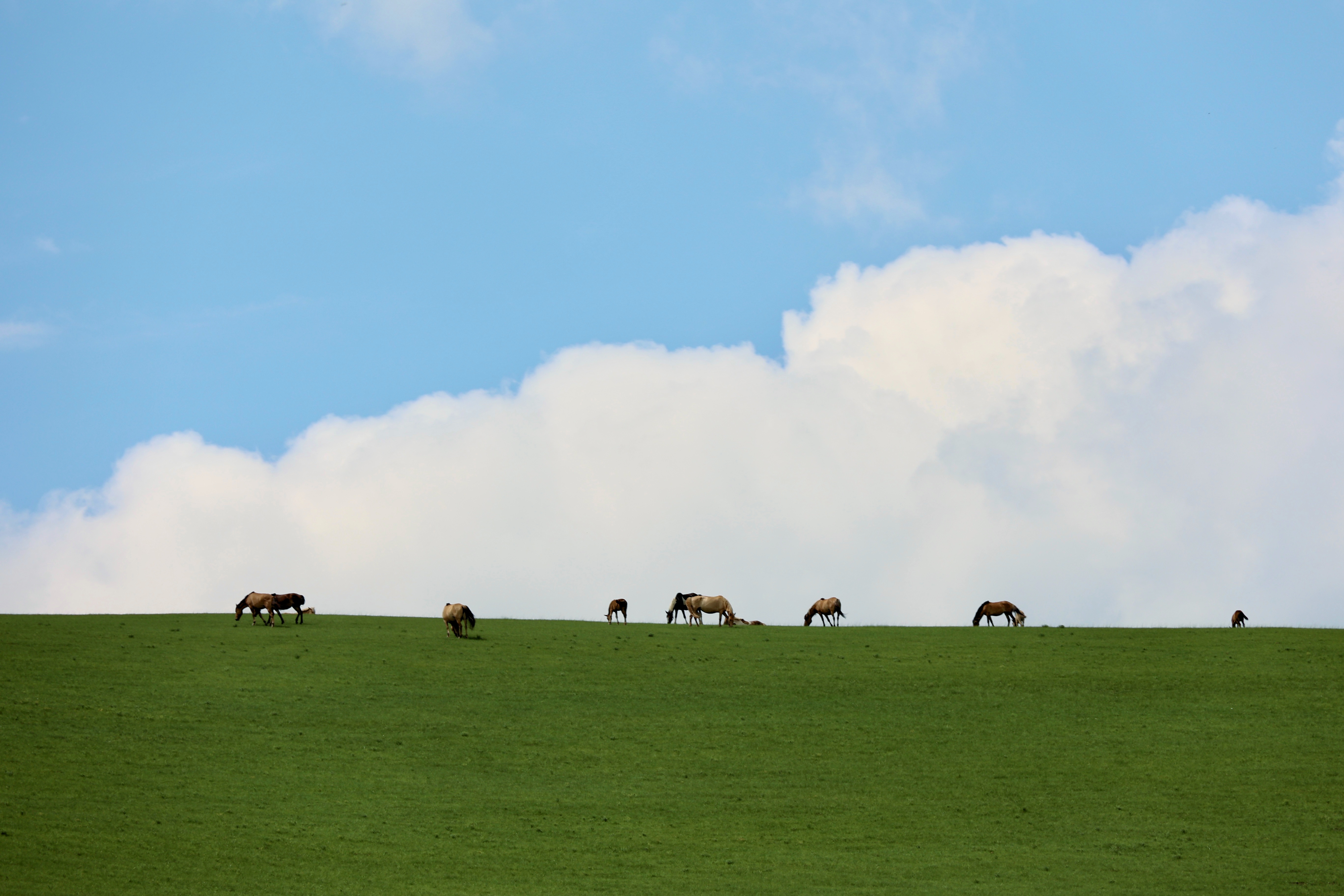 Grasslands Alive with Life: The picture was taken on the vast prairie of Xiwu Zhumqin Banner, Xilingol League, Inner Mongolia. Under the blue sky and white clouds, the horse herds thrive free. The image not only showcases the flourishing ecology but also reflects the care of the grassland people for the land, prairie and living beings from generation to generation. Through long – term herding and conservation practices, the grassland ecosystem renews itself, the water source cycle is maintained, and biodiversity is preserved. This balance between humanity and nature is a vivid manifestation of sustainable development. Rational management and protection not only enable the healthy growth of the horse herds but also allow the community to share the ecological dividends, enabling the coordinated development of the grassland's culture, economy and natural environment, presenting a sustainable and prosperous scene. /Hao Shen