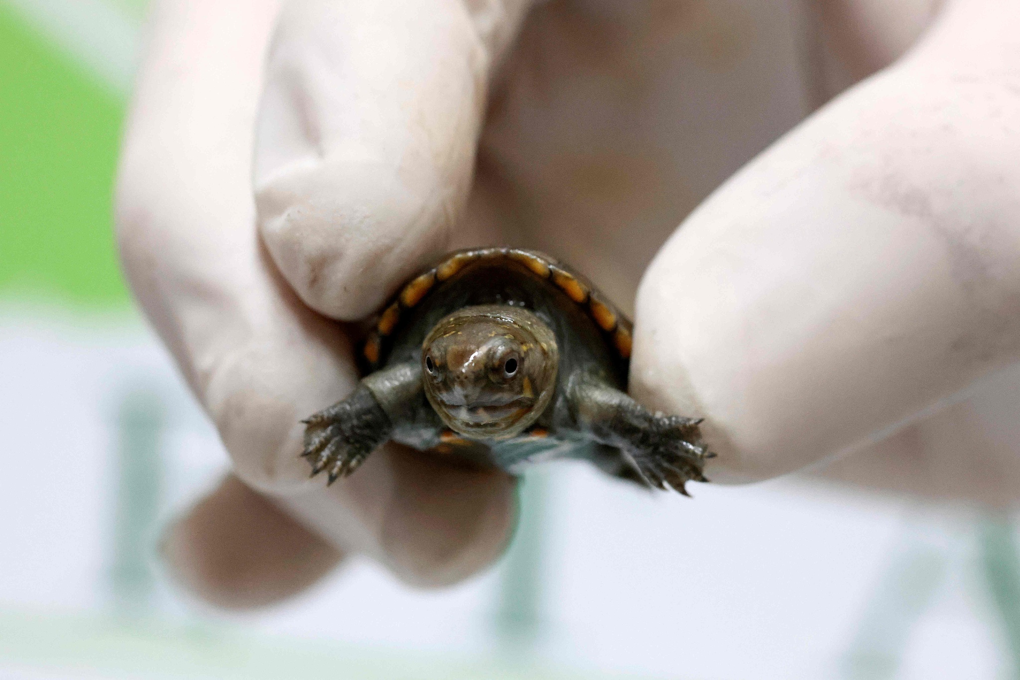 A worker holds a Vallarta mud turtle at the Guadalajara Zoo in Jalisco state, Mexico, August 25, 2025. /VCG
