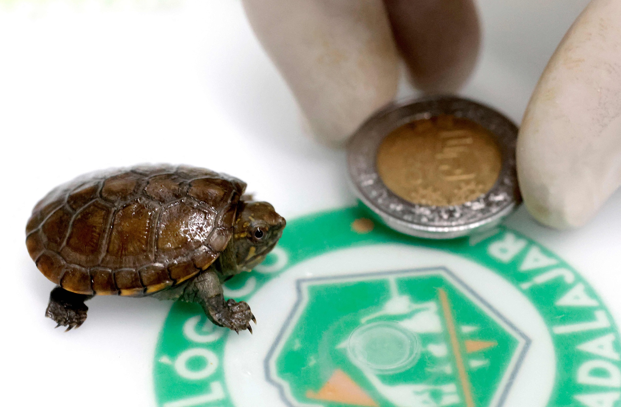 A Vallarta mud turtle is seen next to a 5-peso Mexican coin for size comparison at the Guadalajara Zoo in Jalisco state, Mexico, August 25, 2025. /VCG