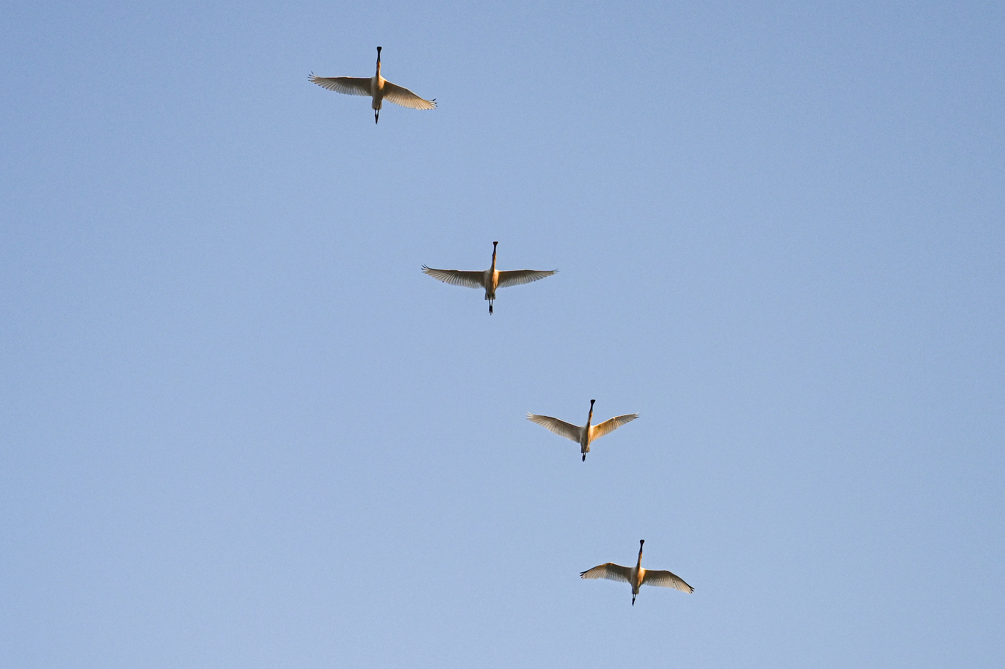 Cumpleaños usados ​​y lago de perros, heg, China central