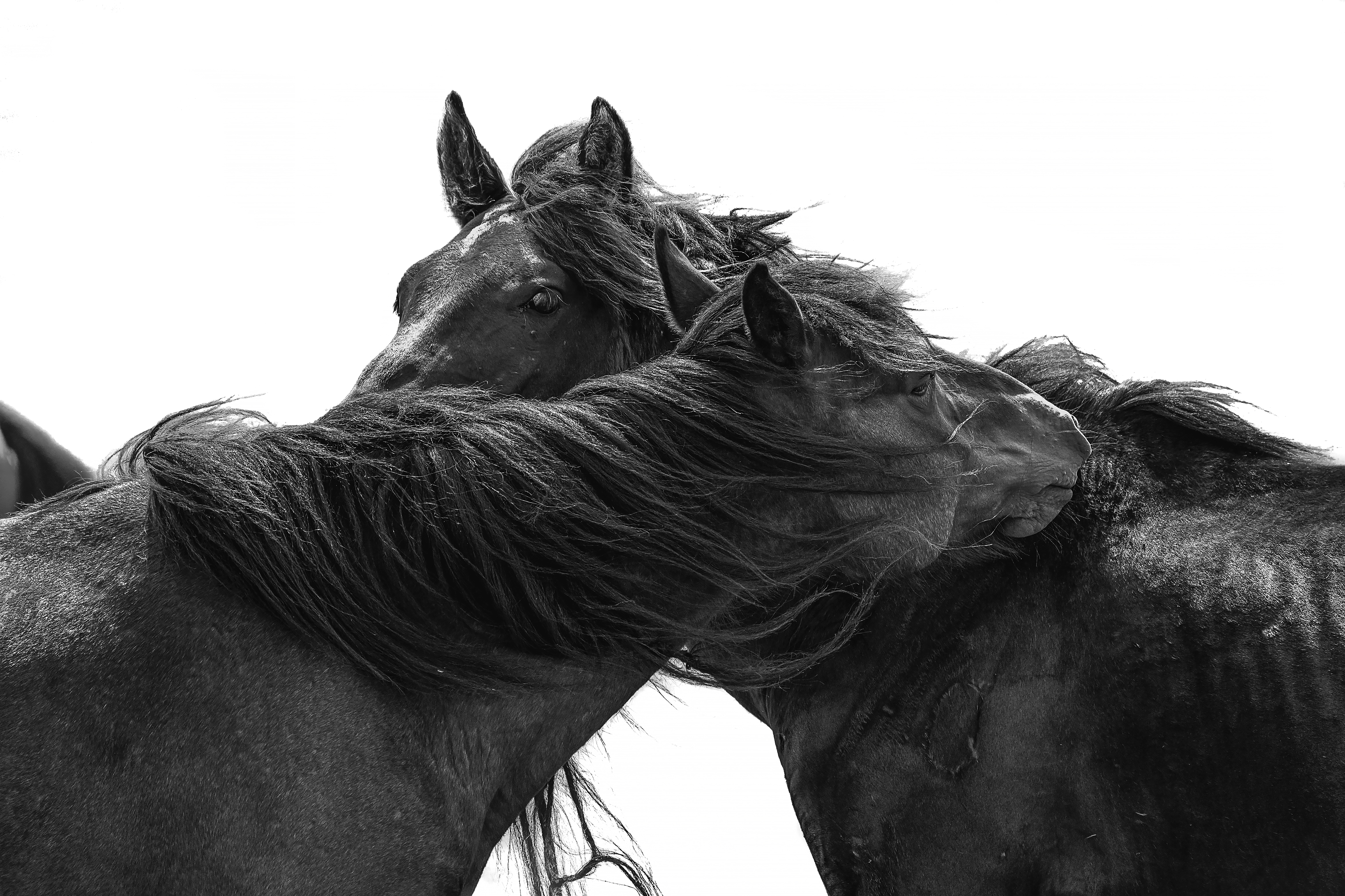 Nestled: In the interplay of black and white light: Two horses nestle together tenderly, their heads touching and manes flowing in the wind. The pure white background highlights their mirrored posture of equality, conveying an unspoken vow of harmony and gentle guardianship. The image embodies the most simple form of justice—regardless of origin or status, support and coexistence are possible, flourishing together as they stride toward hope. This spirit of mutual care extends beyond the animal world into human society and our relationship with nature. By respecting every life and sharing every resource, we make fairness and sustainable development a collective pursuit. Walking together becomes a vision of peace and equity. /Huang Lin
