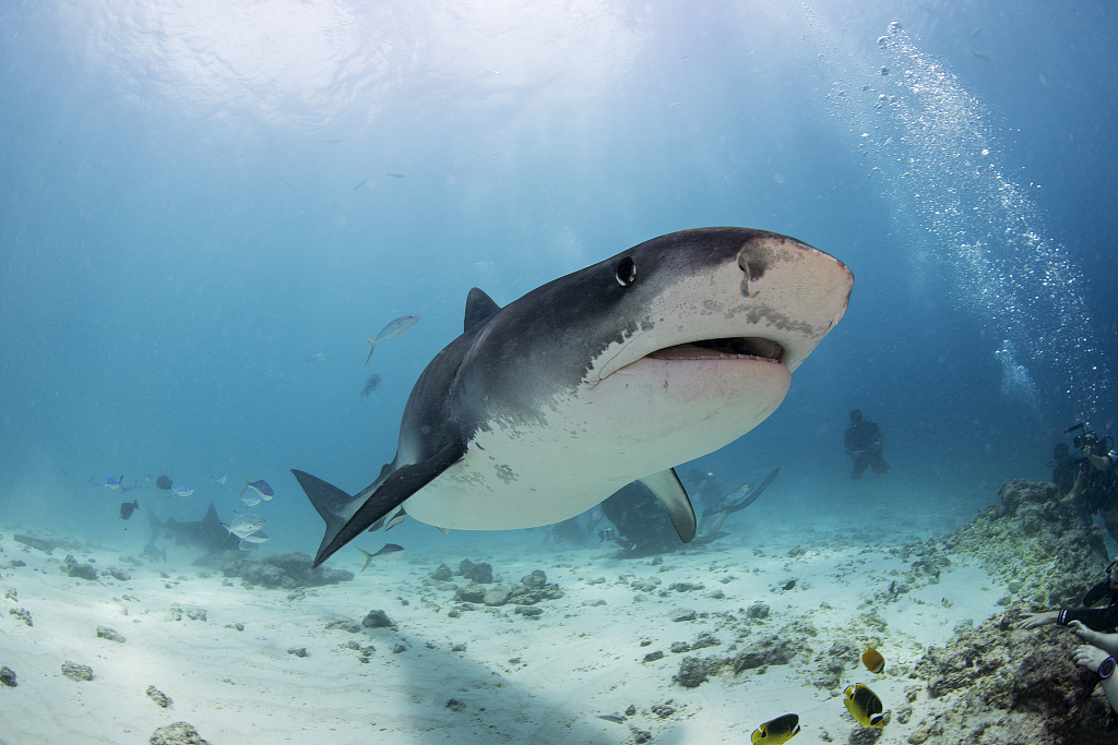FILE: Tiger shark swimming in the sea, Fuvahmula, Maldives. /CFP