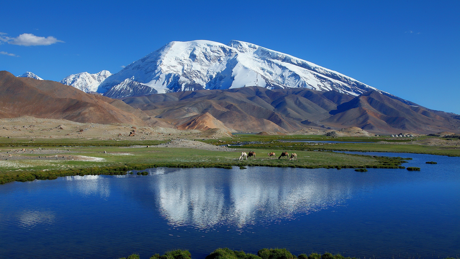 Chinese, Tajik scientists unite to protect plateau wildlife