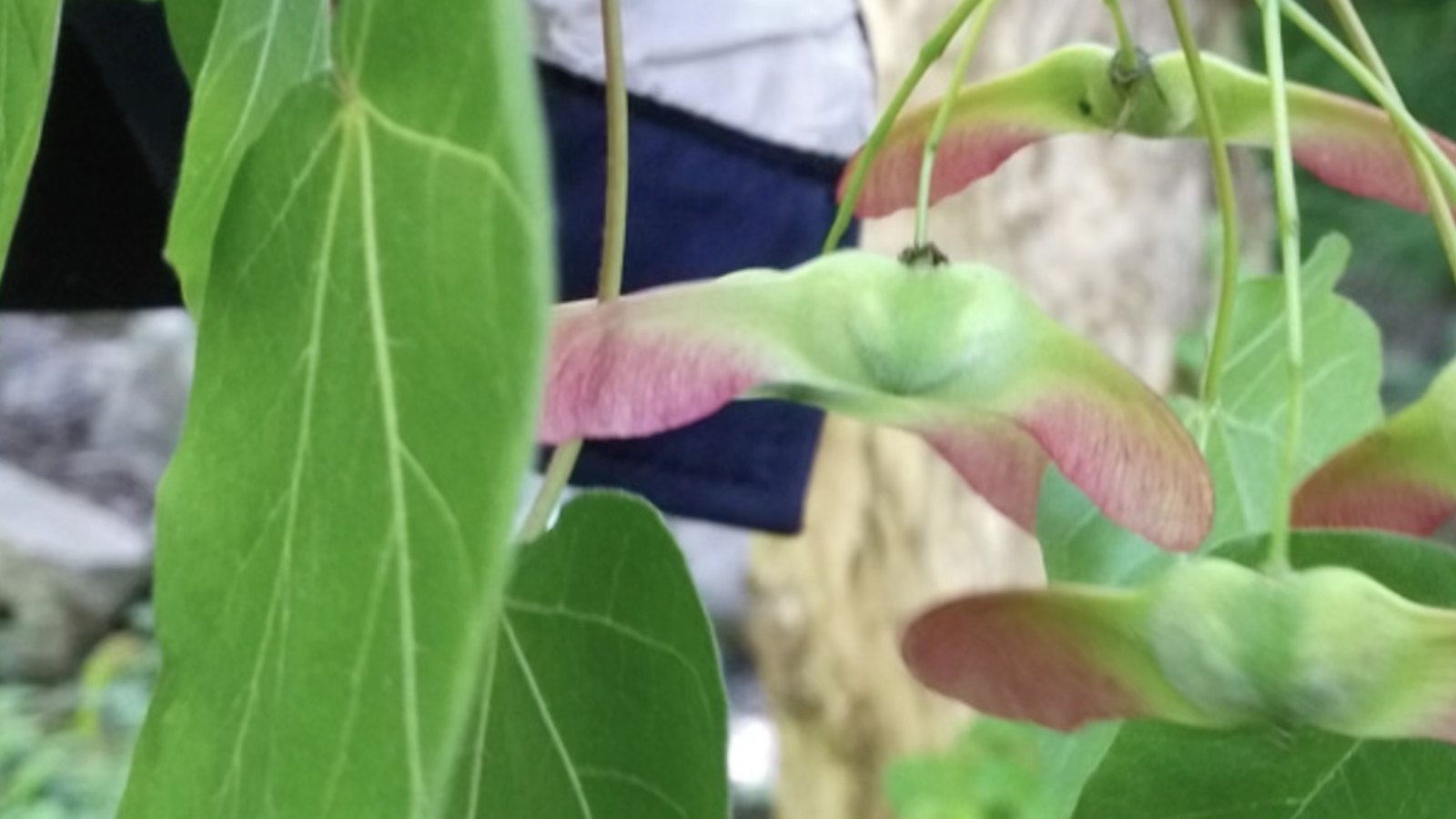 Rare Acer miaotaiense discovered in northwest China's nature reserve