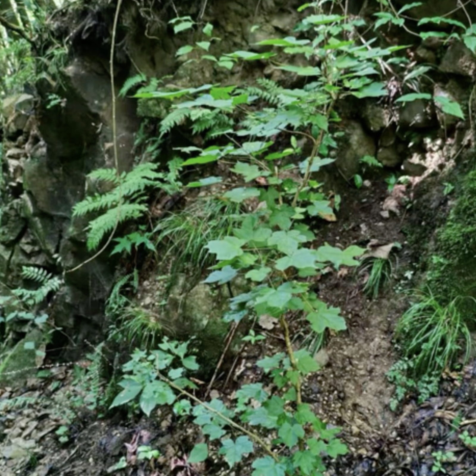 Acer Miaotaiense. /Shaanxi diario