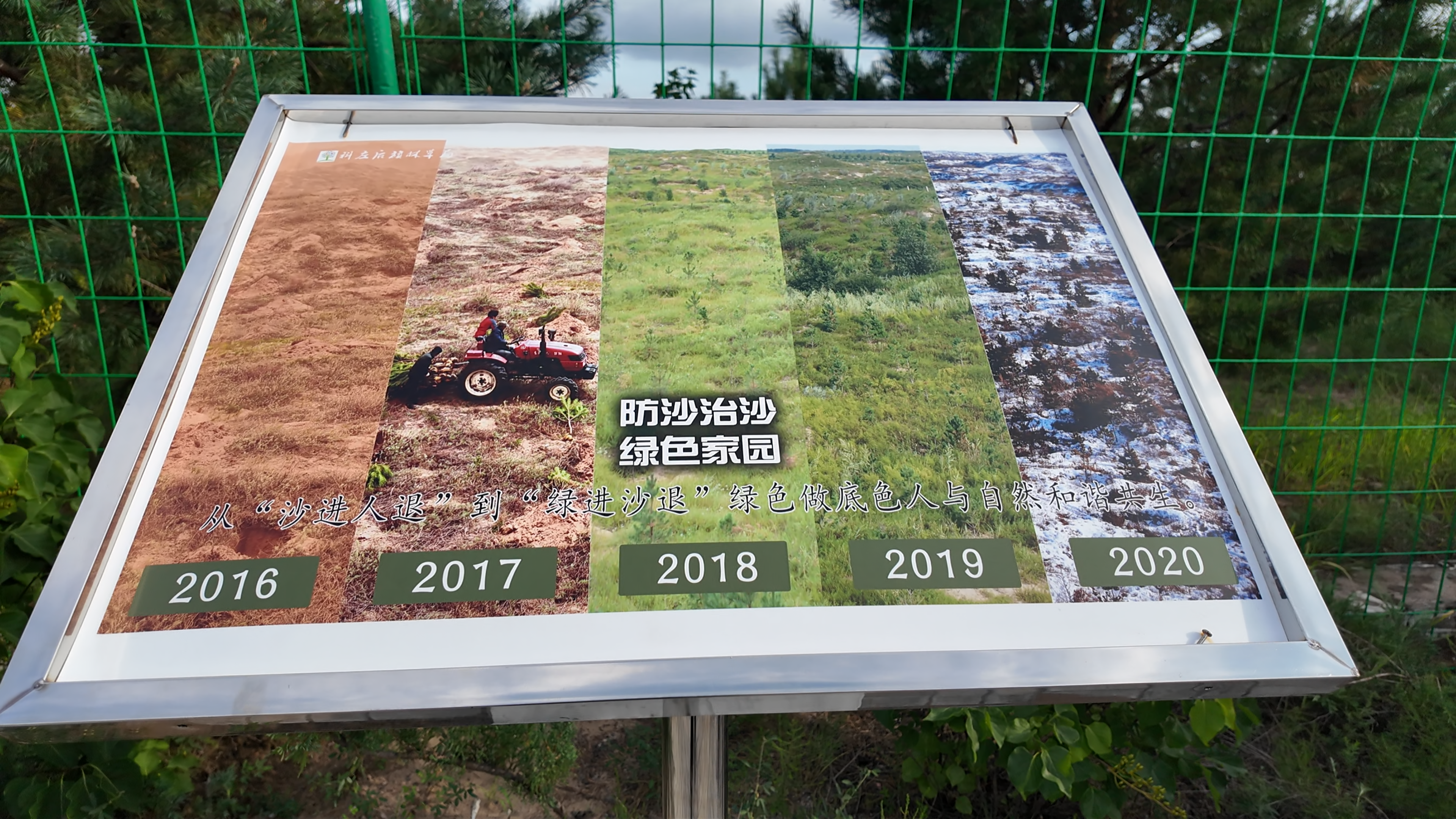 Desert to green: Inner Mongolia sandy land's governance miracle