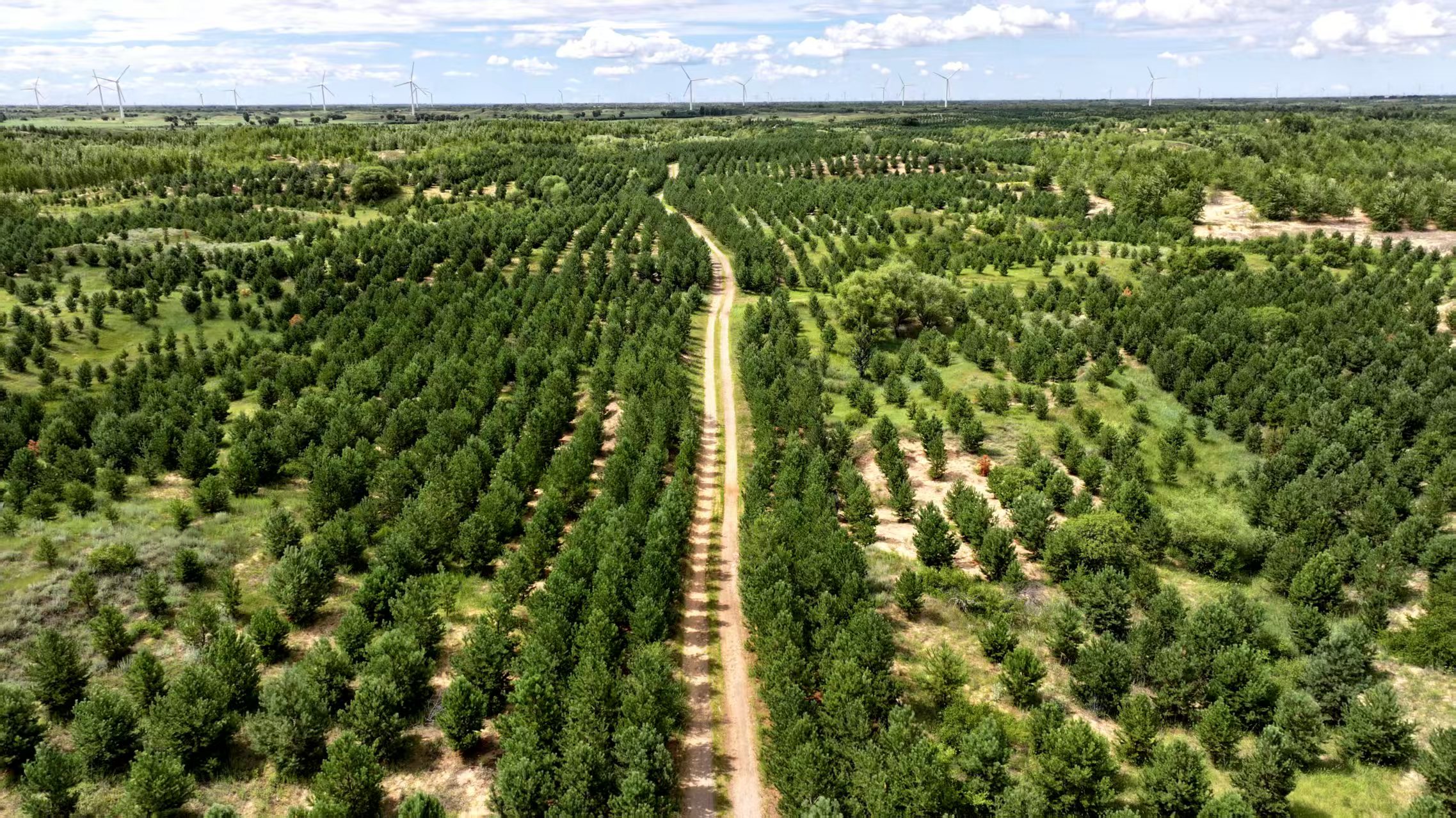 Horqin Grassland, Banner de Kezuohou en la ciudad de Tongliao, región autónoma de Mongolia Interior. /CGTN
