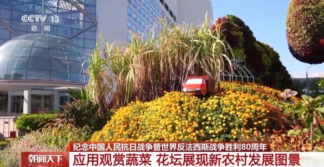 For the first time, ornamental vegetables and crops, such as sugarcane, are used in the flowerbeds, recreating rural production scenes and showcasing a new model of integrated agriculture and tourism.