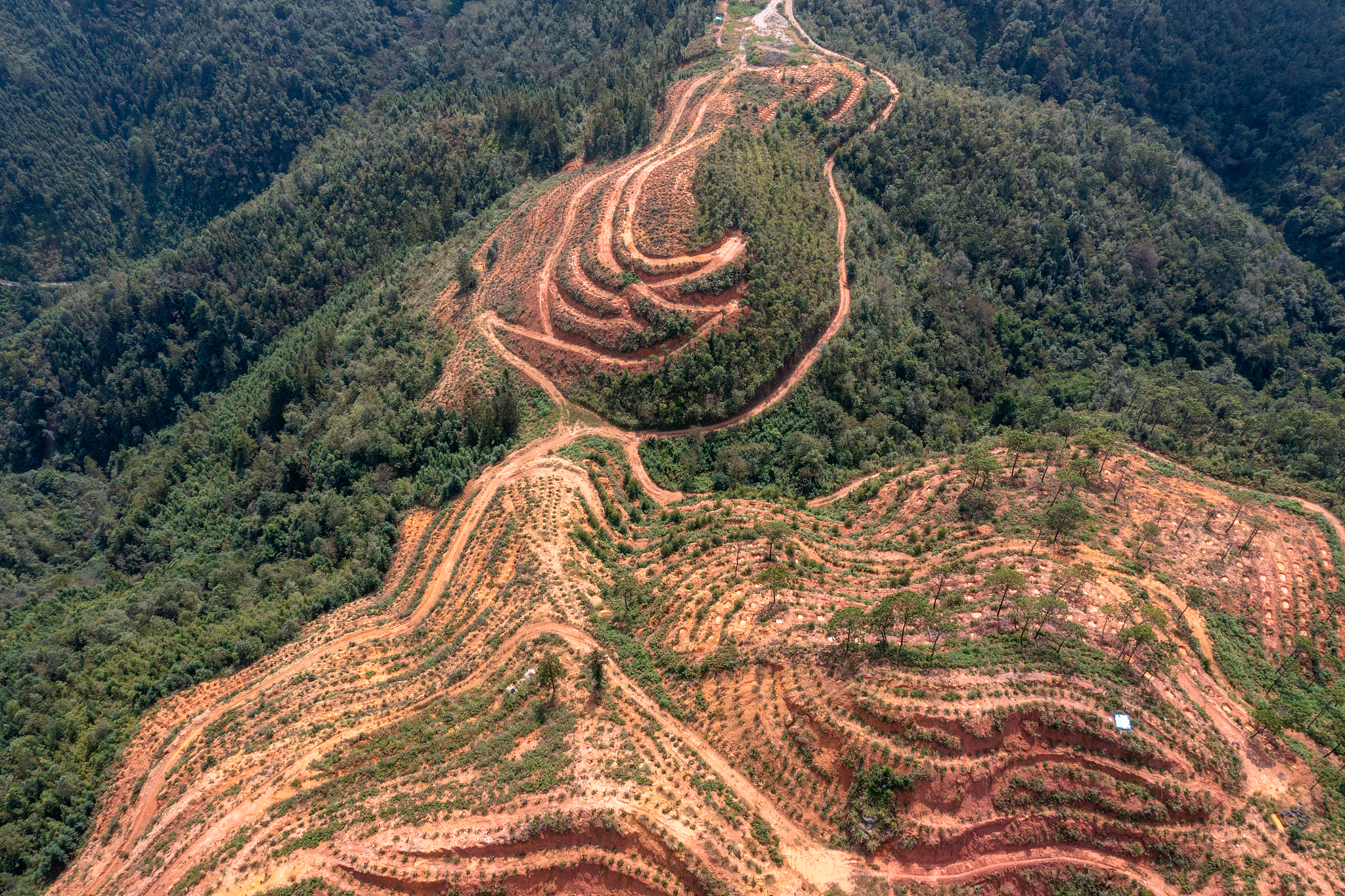 Cactus cultivation is promoted in the desertified areas in Wenshan Zhuang and Miao Autonomous Prefecture, Yunnan Province, southwest China, October 21, 2024. /VCG