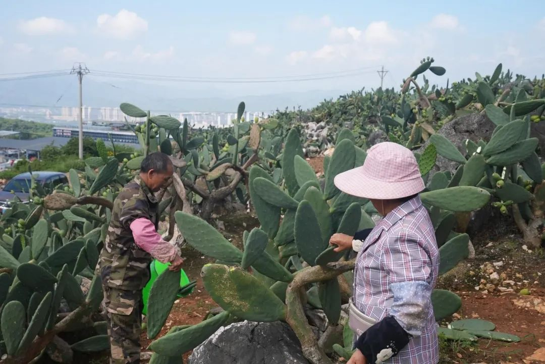 A cactus planting base in Zhuangzitian Village, Wenshan Zhuang and Miao Autonomous Prefecture, Yunnan Province, southwest China. /CMG