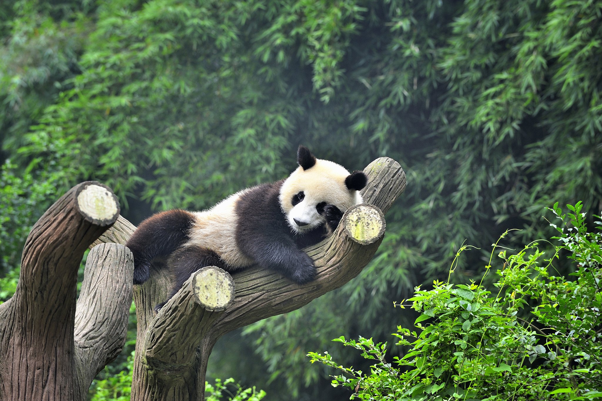 Giant pandas are waiting for you in Chengdu
