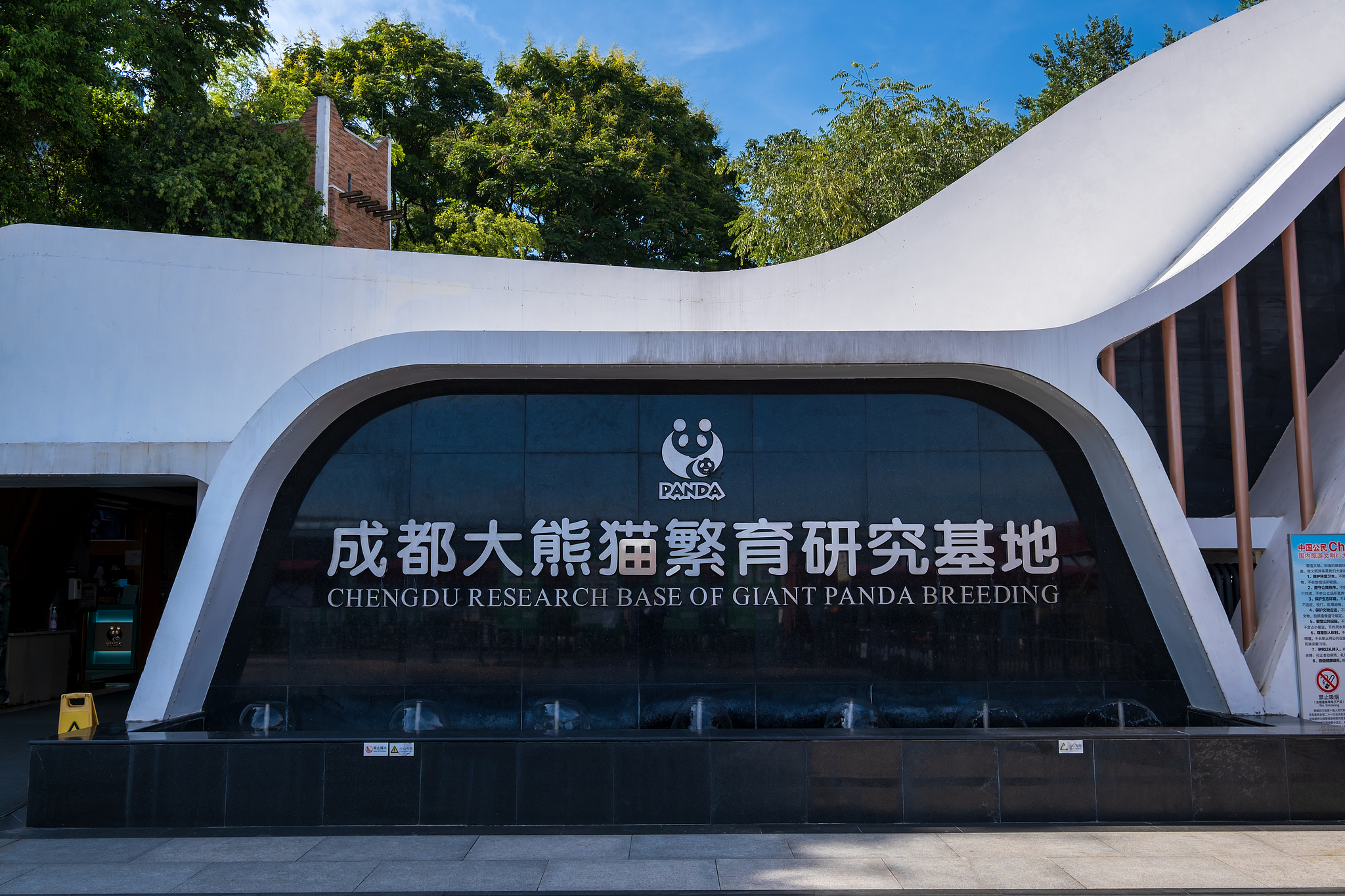 Giant pandas are waiting for you in Chengdu