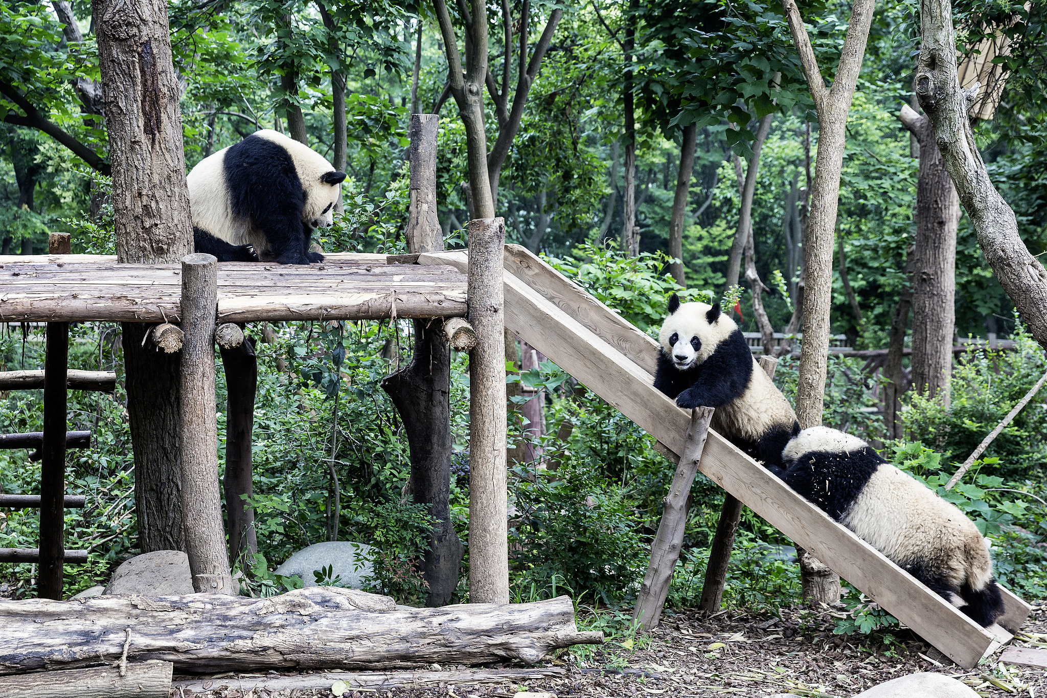 Giant pandas are waiting for you in Chengdu
