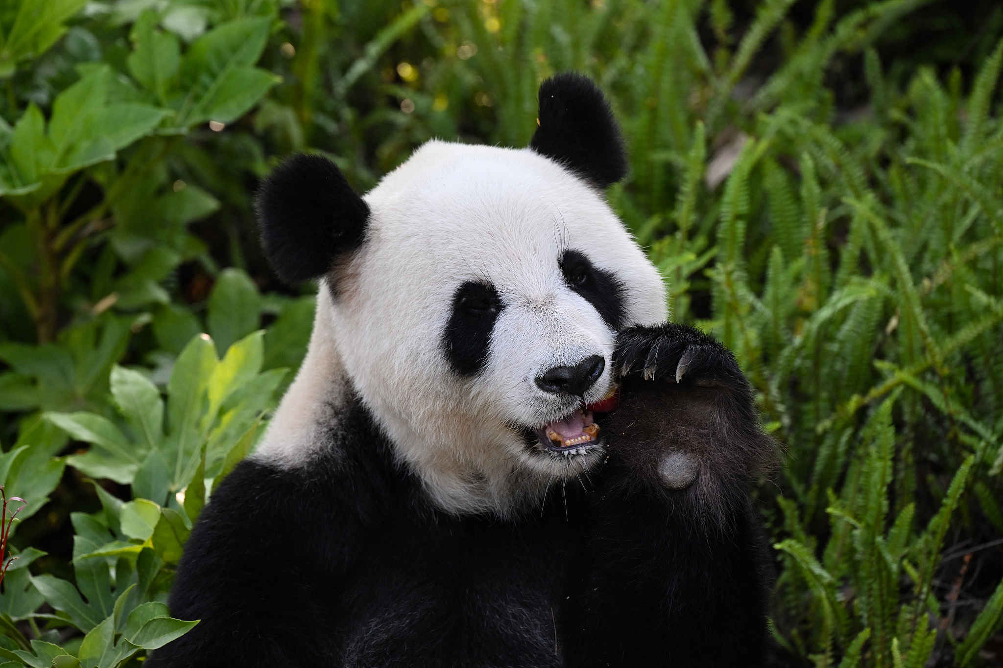 Giant pandas are waiting for you in Chengdu