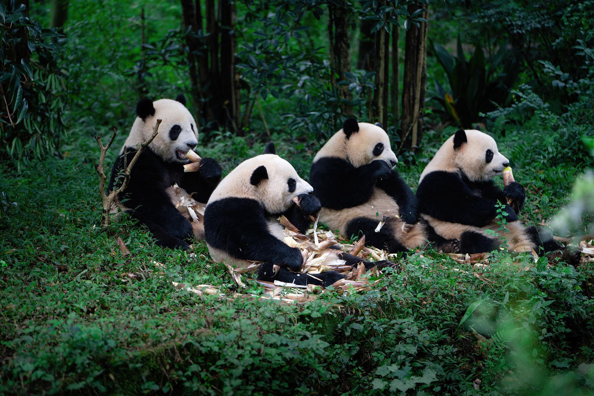 Giant pandas are waiting for you in Chengdu