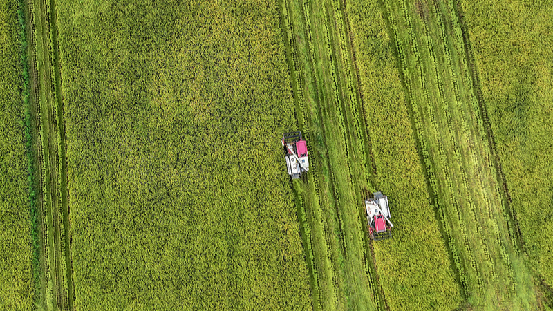 Live: White Dew season – Chengdu's harvest melody