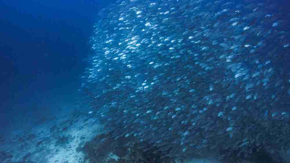 In the deep blue ocean, fish form a mighty shoal, like a flowing silver ribbon, testifying to the vitality of marine life. Humans are but visitors to this azure world, sharing the home with countless creatures.
This scene echoes the UN Sustainable Development Goal of 